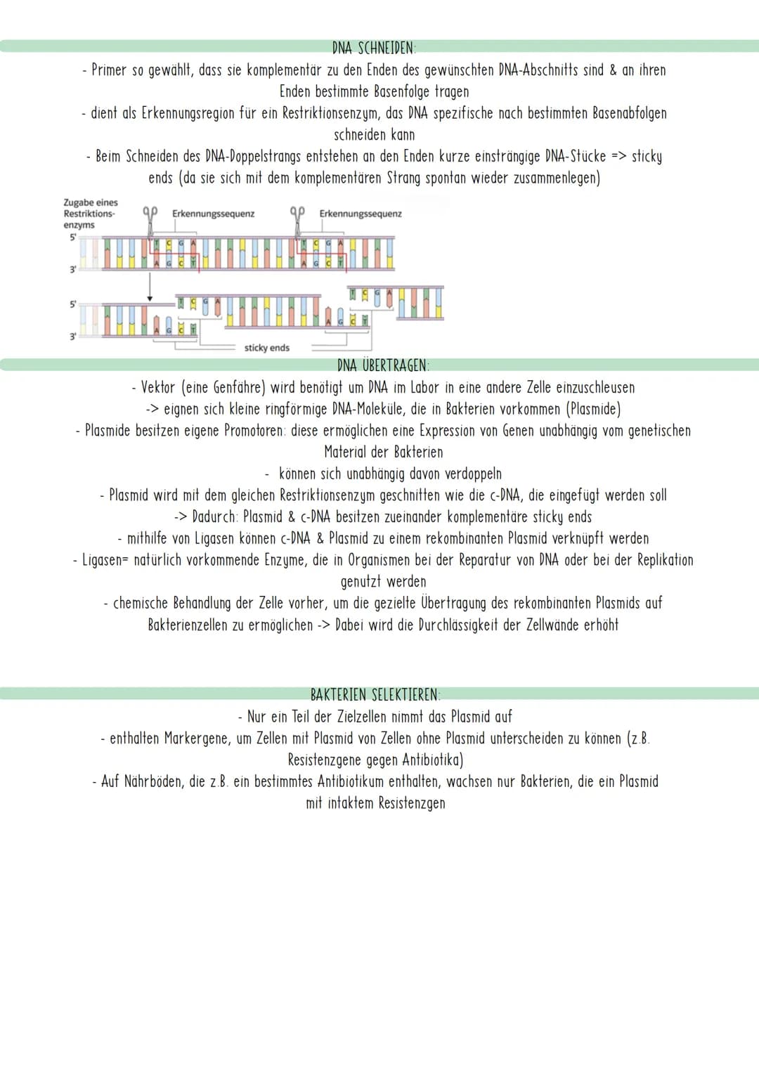 Bio Zusammenfassung Nr.4
Gentechnik DBG - Biologie Kursstufe 2
Checkliste für die letzte Bio-Klausur
PCR und Gelelektrophorese
* Materialien