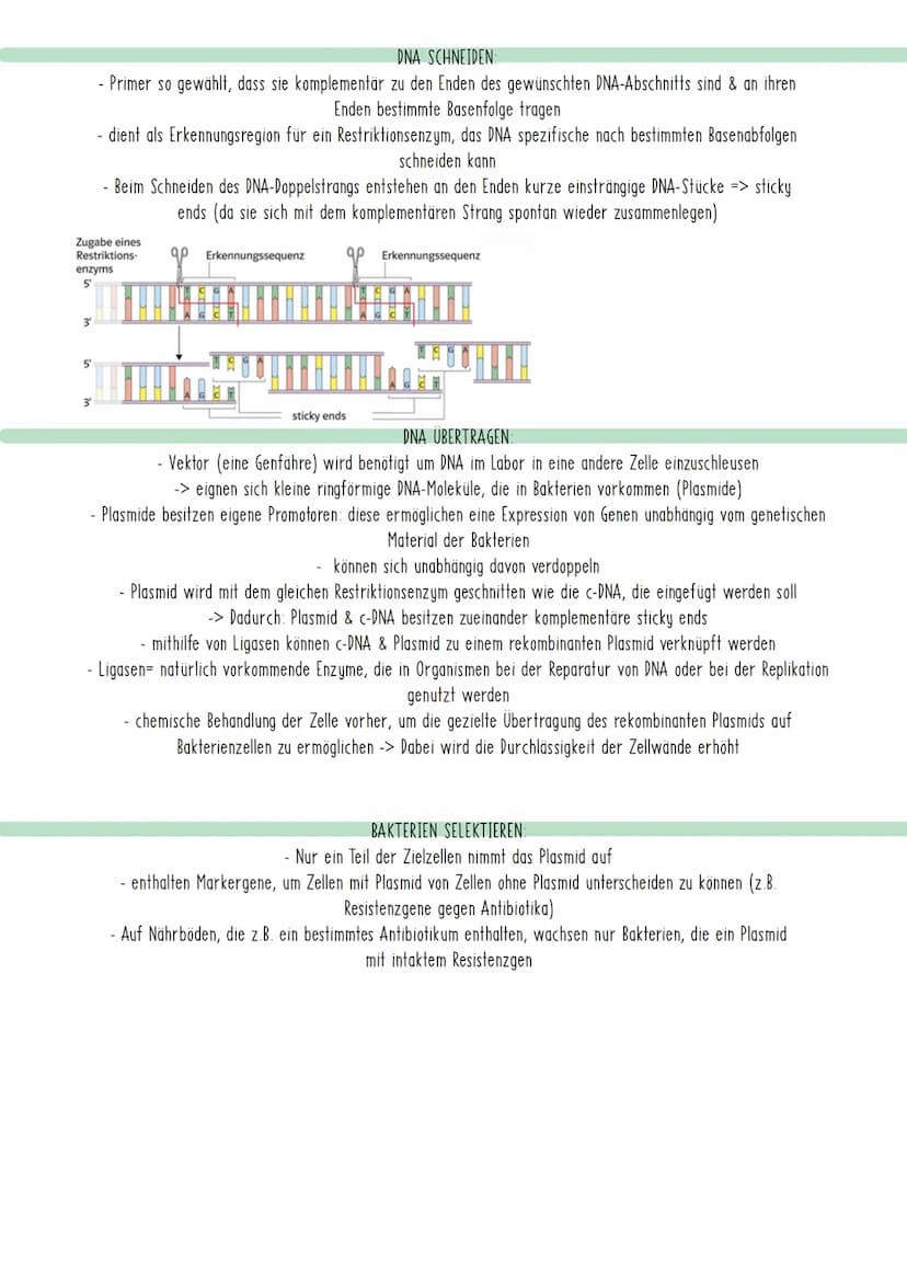 Bio Zusammenfassung Nr.4
Gentechnik DBG - Biologie Kursstufe 2
Checkliste für die letzte Bio-Klausur
PCR und Gelelektrophorese
* Materialien