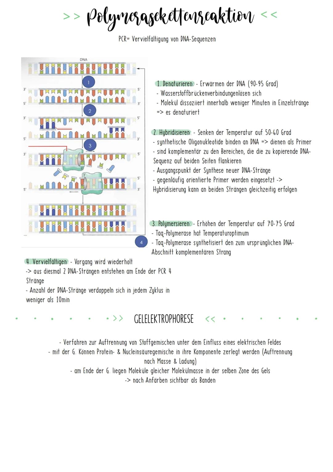 Bio Zusammenfassung Nr.4
Gentechnik DBG - Biologie Kursstufe 2
Checkliste für die letzte Bio-Klausur
PCR und Gelelektrophorese
* Materialien