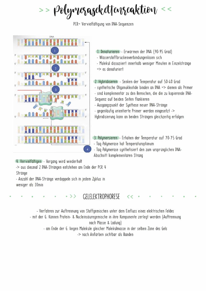 Bio Zusammenfassung Nr.4
Gentechnik DBG - Biologie Kursstufe 2
Checkliste für die letzte Bio-Klausur
PCR und Gelelektrophorese
* Materialien