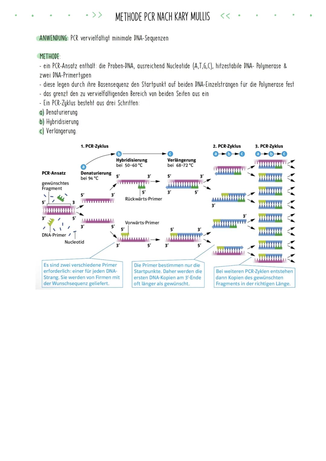 Bio Zusammenfassung Nr.4
Gentechnik DBG - Biologie Kursstufe 2
Checkliste für die letzte Bio-Klausur
PCR und Gelelektrophorese
* Materialien