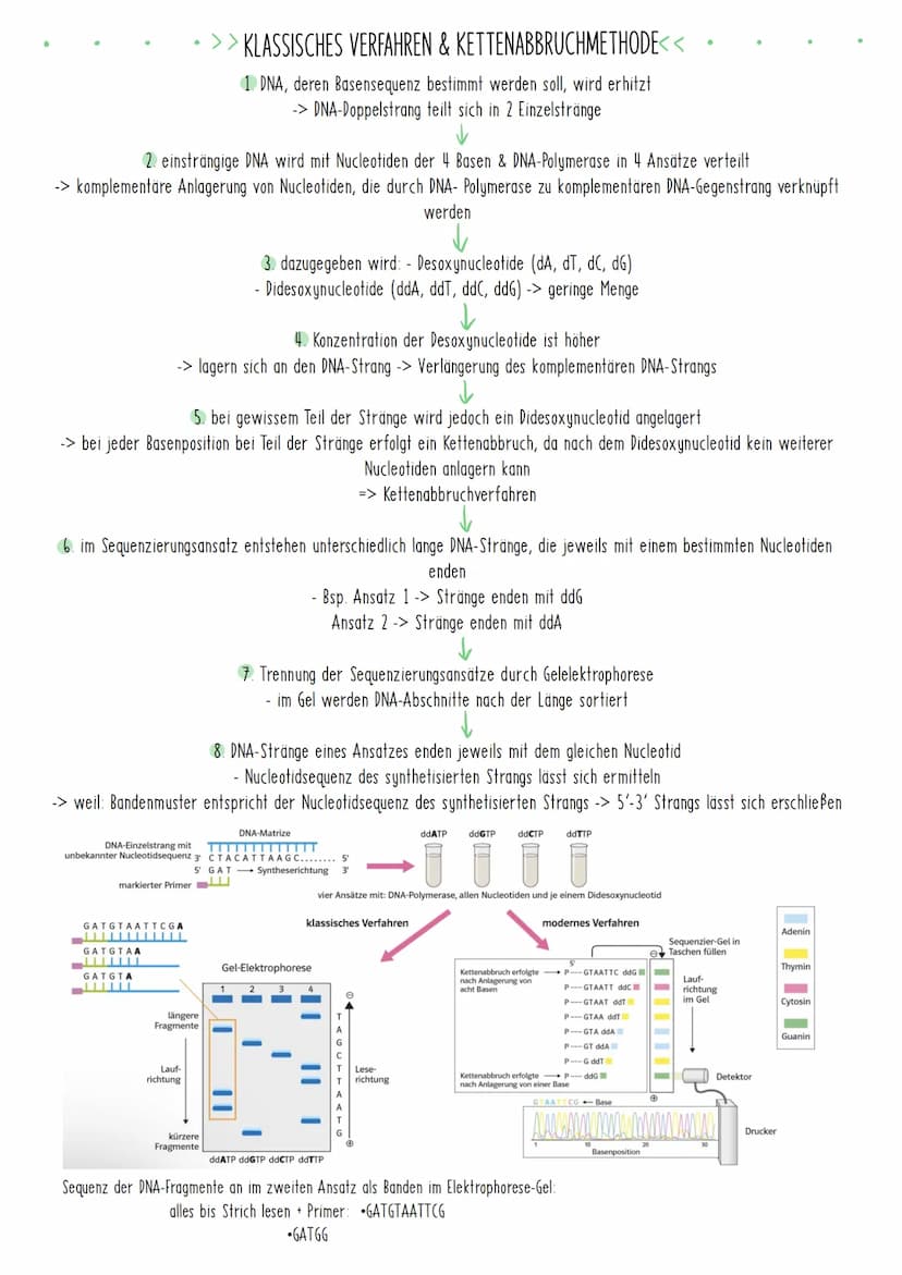 Bio Zusammenfassung Nr.4
Gentechnik DBG - Biologie Kursstufe 2
Checkliste für die letzte Bio-Klausur
PCR und Gelelektrophorese
* Materialien