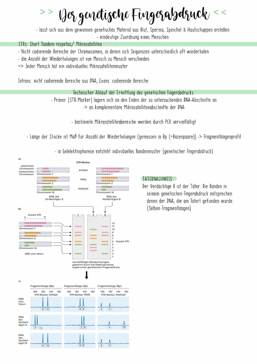 Bio Zusammenfassung Nr.4
Gentechnik DBG - Biologie Kursstufe 2
Checkliste für die letzte Bio-Klausur
PCR und Gelelektrophorese
* Materialien