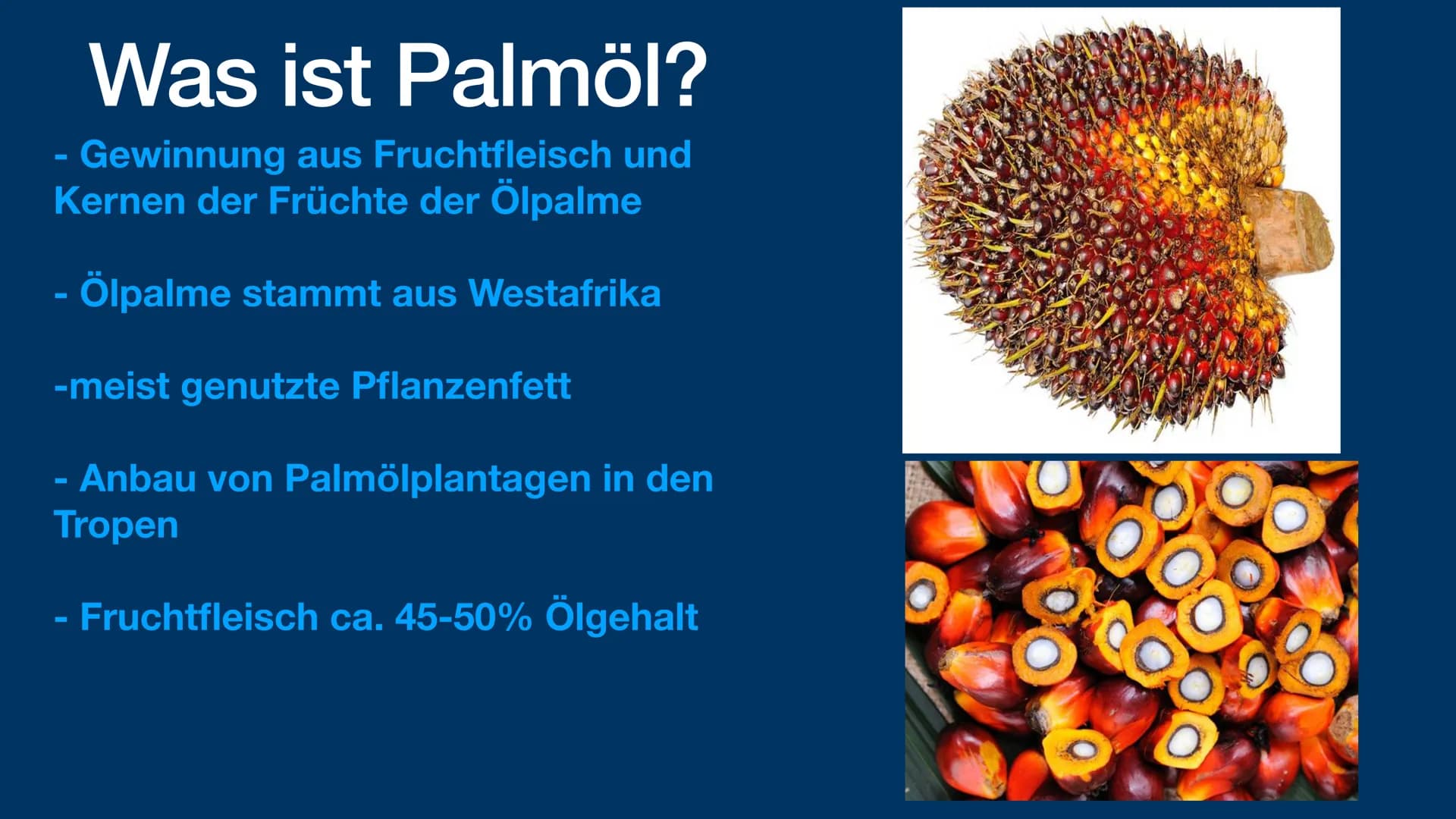 Palmöl
und die Problematik
sophie fröhlich 1geo3 Was ist Palmöl?
Anwendung von Palmöl
- Anbau von Palmöl
Vorteil von Palmöl
- Problematik vo