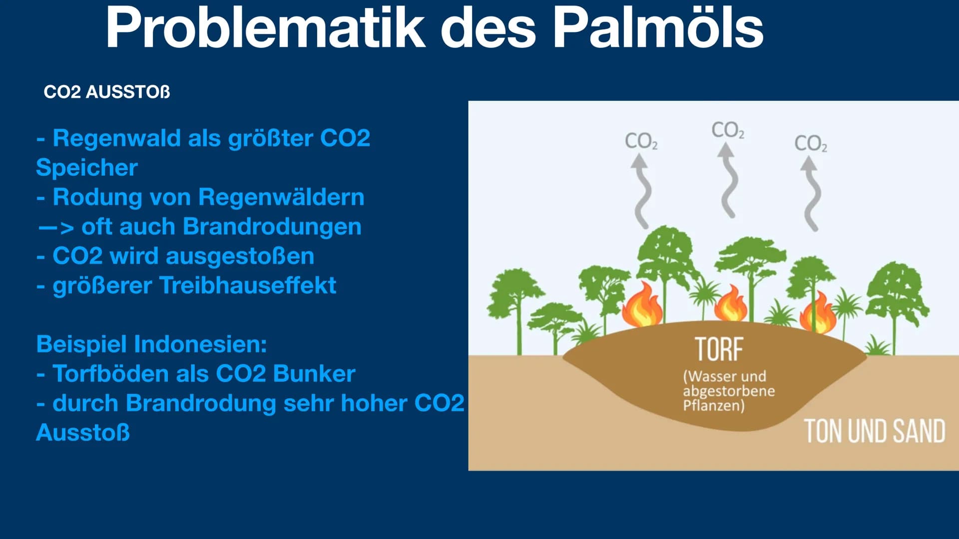 Palmöl
und die Problematik
sophie fröhlich 1geo3 Was ist Palmöl?
Anwendung von Palmöl
- Anbau von Palmöl
Vorteil von Palmöl
- Problematik vo