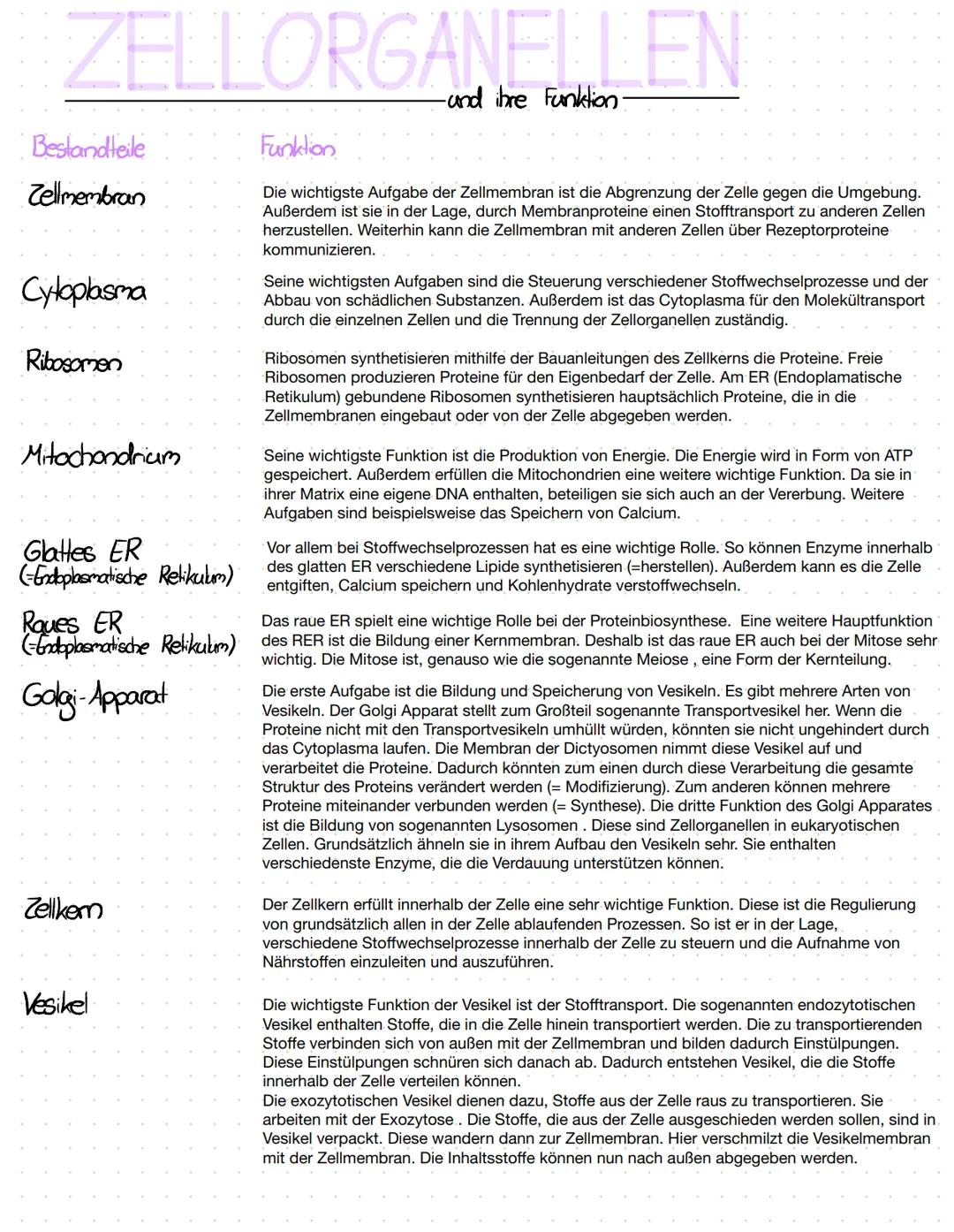 Zellorganellen (Name + Funktion) 