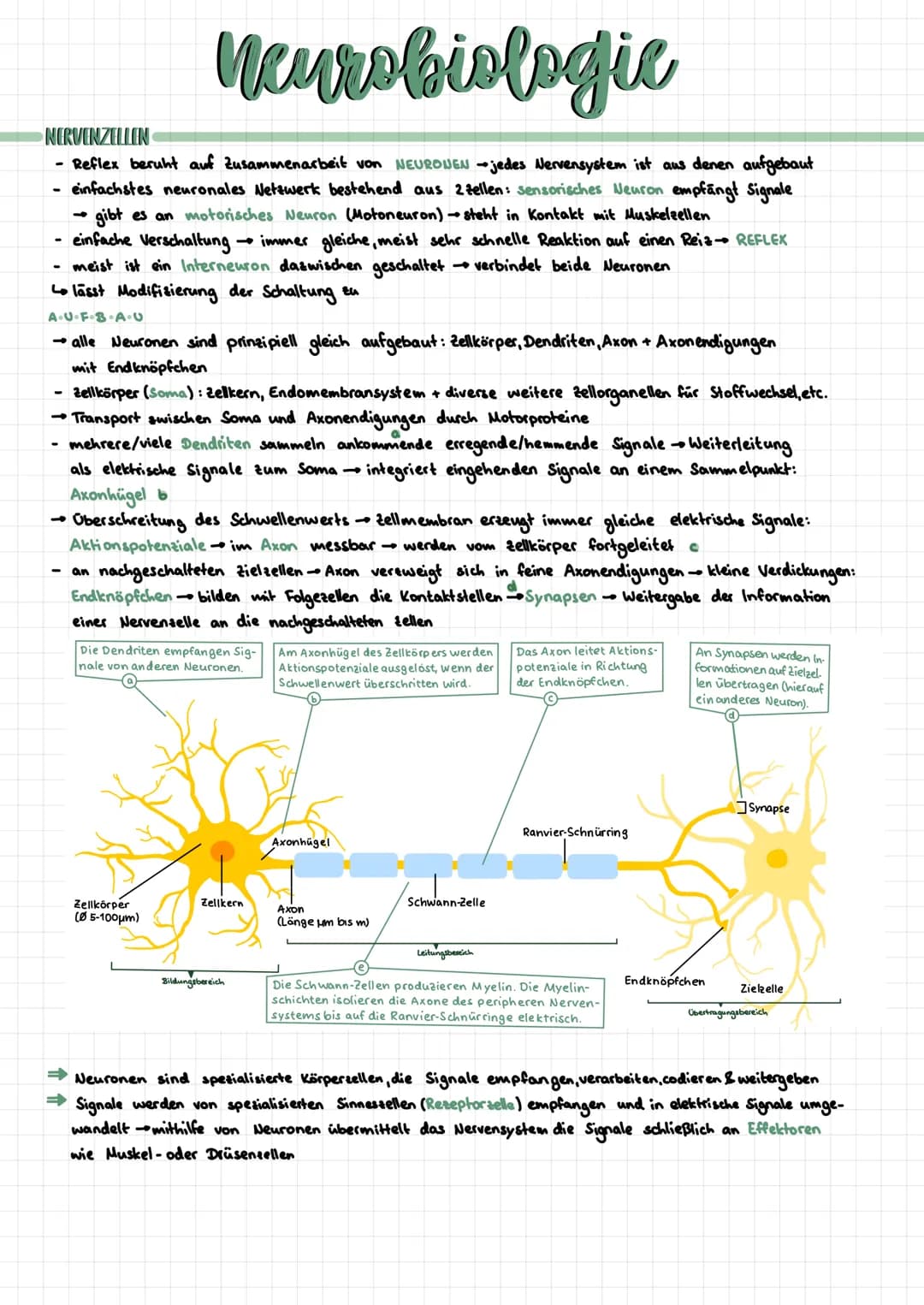 Neurobiologie
NERVENZELLEN
- Reflex beruht auf Zusammenarbeit von NEURONEN → jedes Nervensystem ist aus denen aufgebaut
einfachstes neuronal