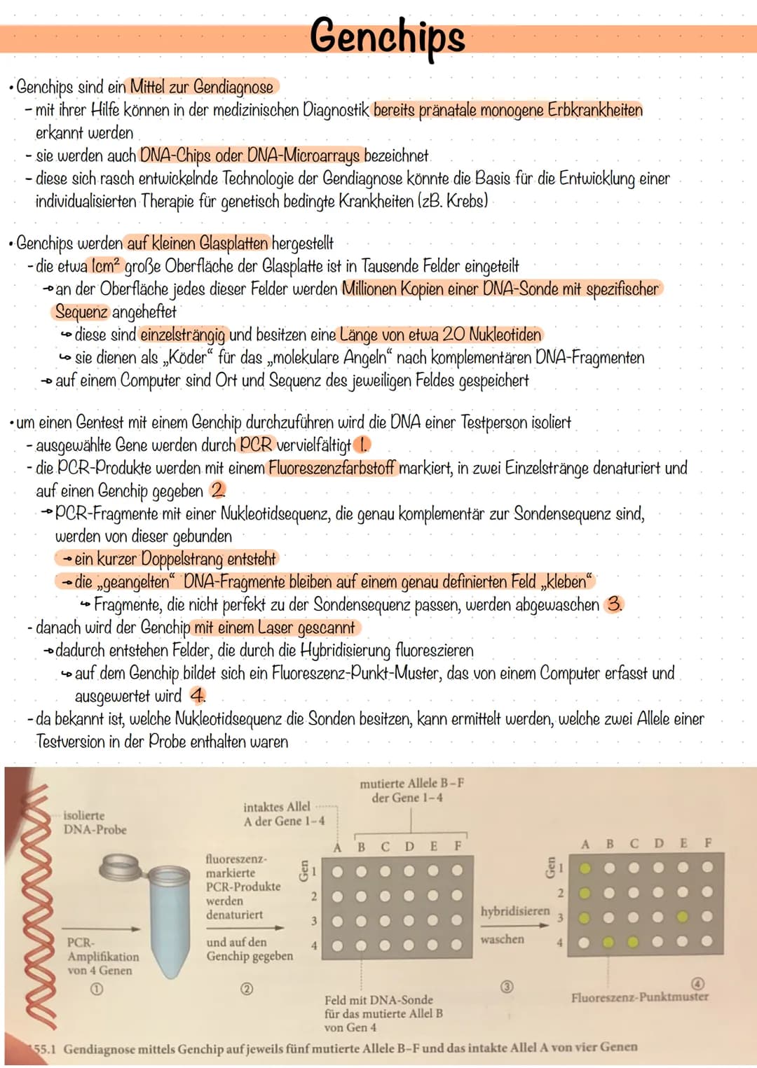 Genchips
Genchips sind ein Mittel zur Gendiagnose
- mit ihrer Hilfe können in der medizinischen Diagnostik bereits pränatale monogene Erbkra