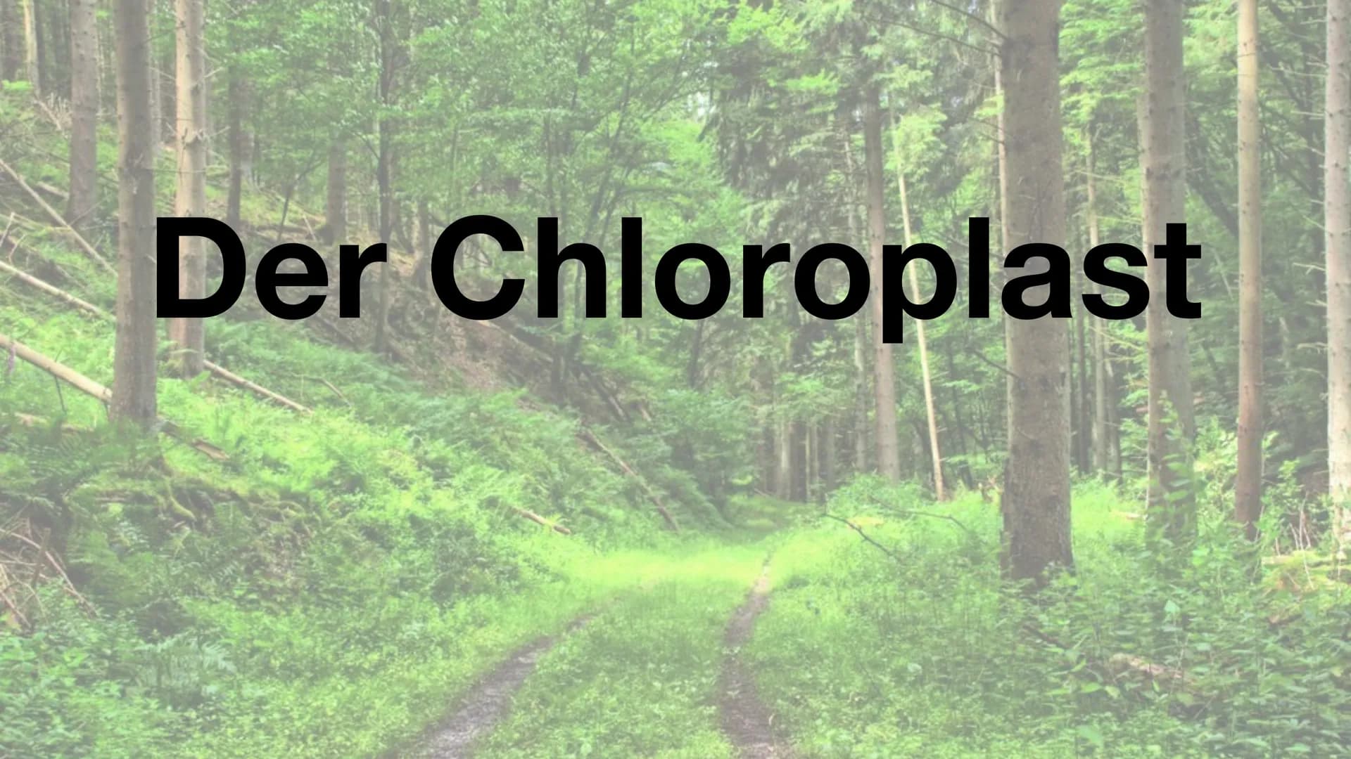 Der Chloroplast Gliederung der Präsentation
Allgemeines
• Fotosynthese
• Lichtreaktion/Calvin-Benson-Zyklus
• Aufbau
• Thylakoide
Chlorophyl