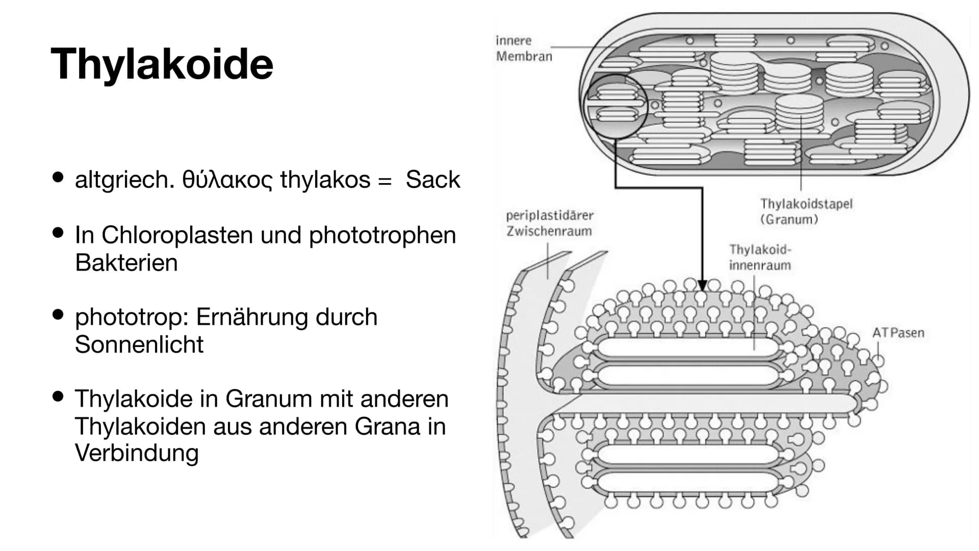 Der Chloroplast Gliederung der Präsentation
Allgemeines
• Fotosynthese
• Lichtreaktion/Calvin-Benson-Zyklus
• Aufbau
• Thylakoide
Chlorophyl