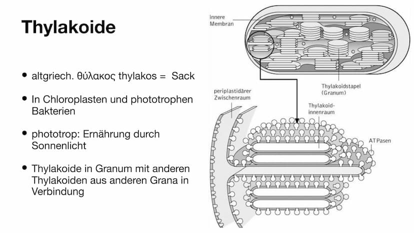 Der Chloroplast Gliederung der Präsentation
Allgemeines
• Fotosynthese
• Lichtreaktion/Calvin-Benson-Zyklus
• Aufbau
• Thylakoide
Chlorophyl