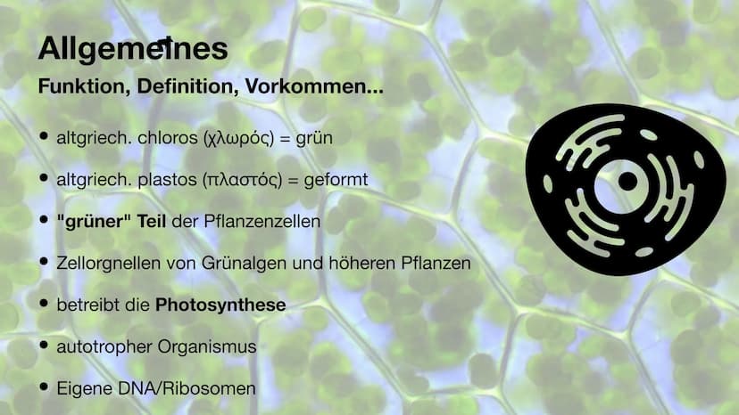 Der Chloroplast Gliederung der Präsentation
Allgemeines
• Fotosynthese
• Lichtreaktion/Calvin-Benson-Zyklus
• Aufbau
• Thylakoide
Chlorophyl