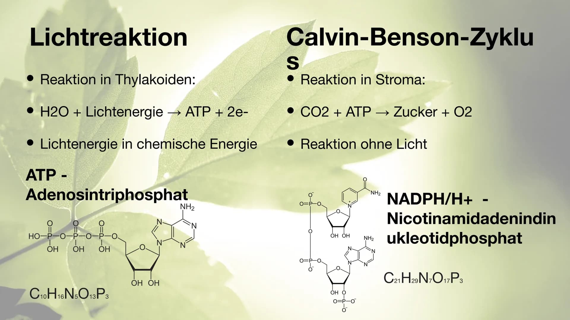 Der Chloroplast Gliederung der Präsentation
Allgemeines
• Fotosynthese
• Lichtreaktion/Calvin-Benson-Zyklus
• Aufbau
• Thylakoide
Chlorophyl