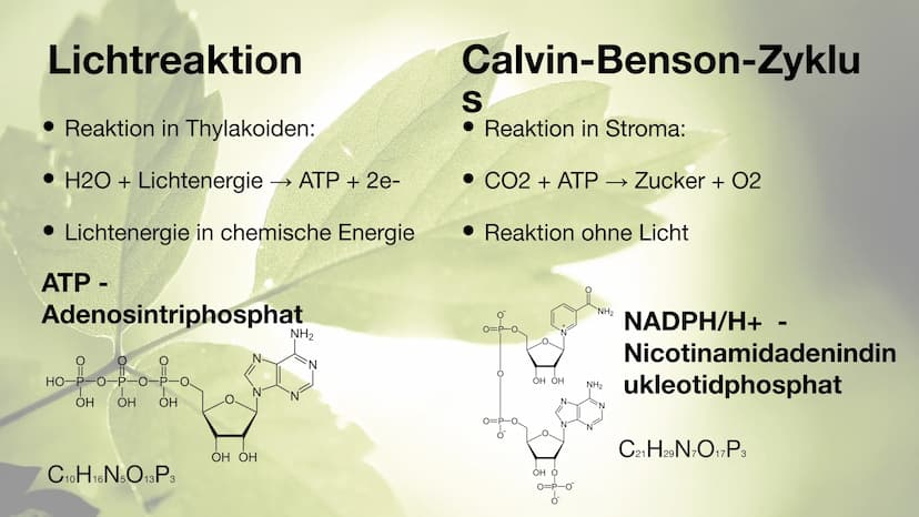Der Chloroplast Gliederung der Präsentation
Allgemeines
• Fotosynthese
• Lichtreaktion/Calvin-Benson-Zyklus
• Aufbau
• Thylakoide
Chlorophyl