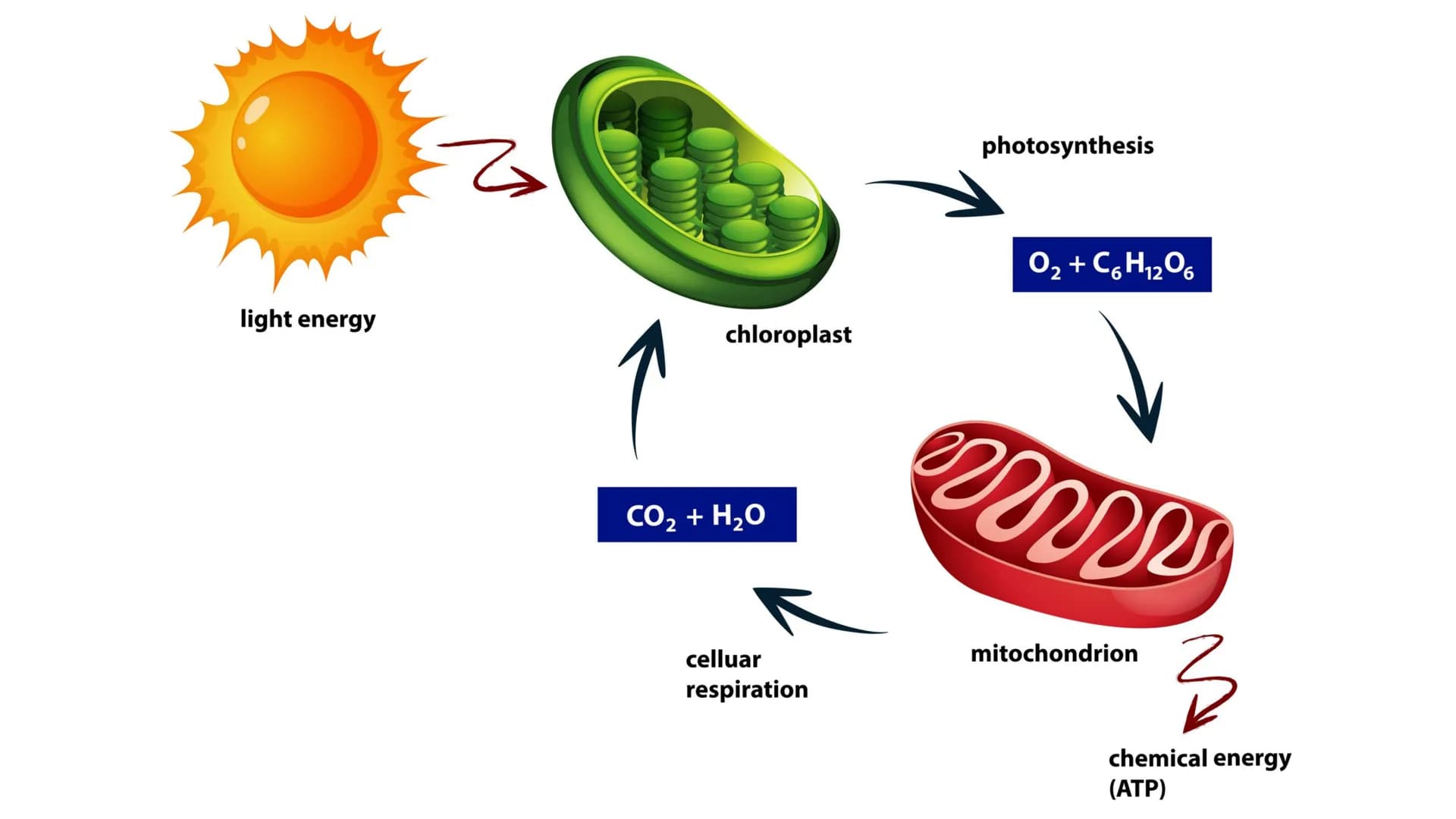 Der Chloroplast Gliederung der Präsentation
Allgemeines
• Fotosynthese
• Lichtreaktion/Calvin-Benson-Zyklus
• Aufbau
• Thylakoide
Chlorophyl