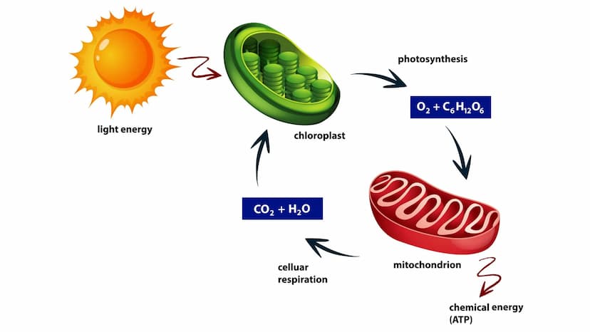 Der Chloroplast Gliederung der Präsentation
Allgemeines
• Fotosynthese
• Lichtreaktion/Calvin-Benson-Zyklus
• Aufbau
• Thylakoide
Chlorophyl