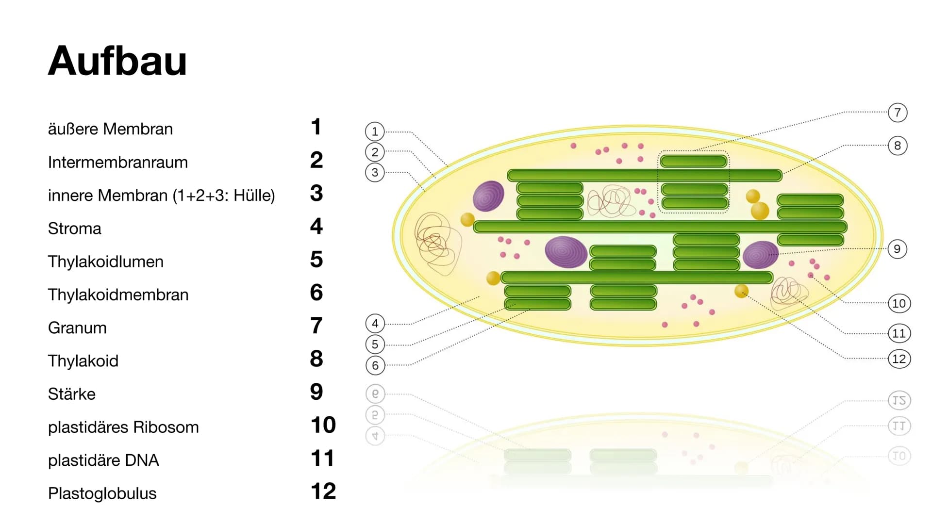 Der Chloroplast Gliederung der Präsentation
Allgemeines
• Fotosynthese
• Lichtreaktion/Calvin-Benson-Zyklus
• Aufbau
• Thylakoide
Chlorophyl