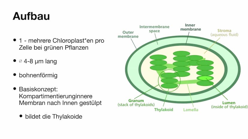 Der Chloroplast Gliederung der Präsentation
Allgemeines
• Fotosynthese
• Lichtreaktion/Calvin-Benson-Zyklus
• Aufbau
• Thylakoide
Chlorophyl
