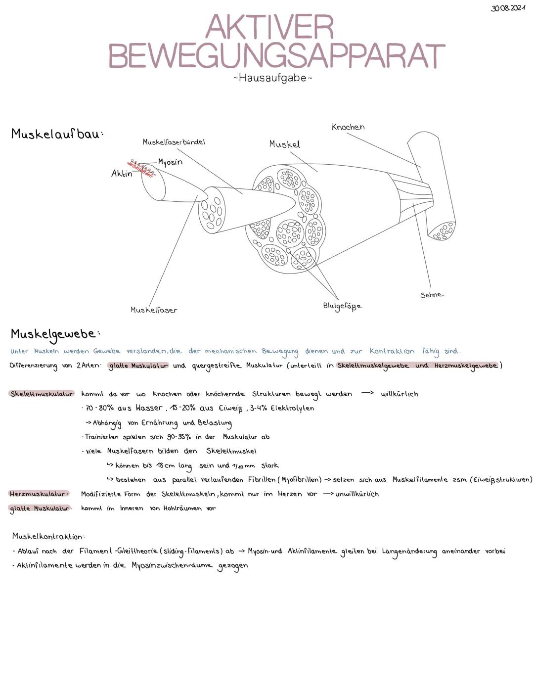 # AKTIVER
BEWEGUNGSAPPARAT
-Hausaufgabe-

Muskelaufbau:
Knochen
Muskelfaser bündel
Muskel

-Myosin
Aktin

Muskelfaser
Sehne
Blutgefäße
30.08