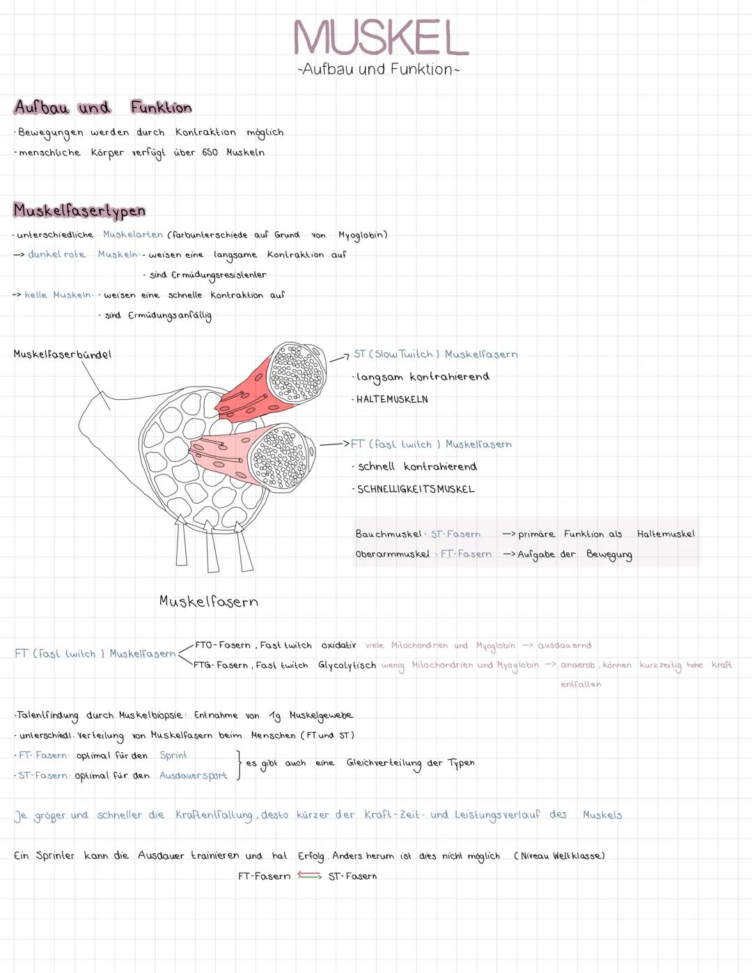 # AKTIVER
BEWEGUNGSAPPARAT
-Hausaufgabe-

Muskelaufbau:
Knochen
Muskelfaser bündel
Muskel

-Myosin
Aktin

Muskelfaser
Sehne
Blutgefäße
30.08