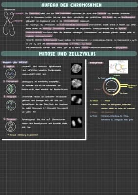 Know Aufbau der Chromosomen, Mitose, Zellzyklus, Interphase  thumbnail