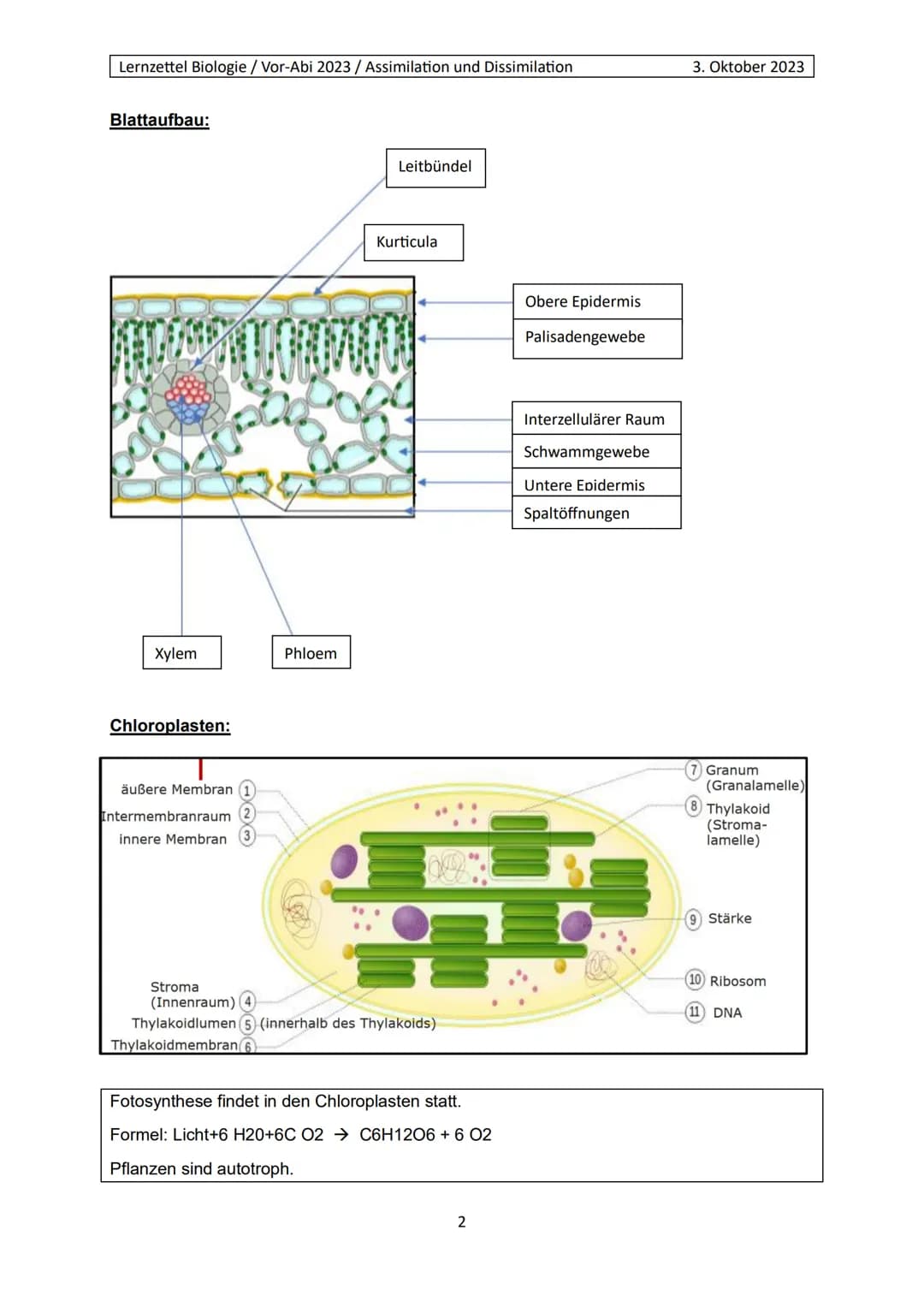 Lernzettel Biologie / Vor-Abi 2023 / Assimilation und Dissimilation
Begriffe:
Endergonisch:
Endergonisch" bezieht sich auf chemische Reaktio