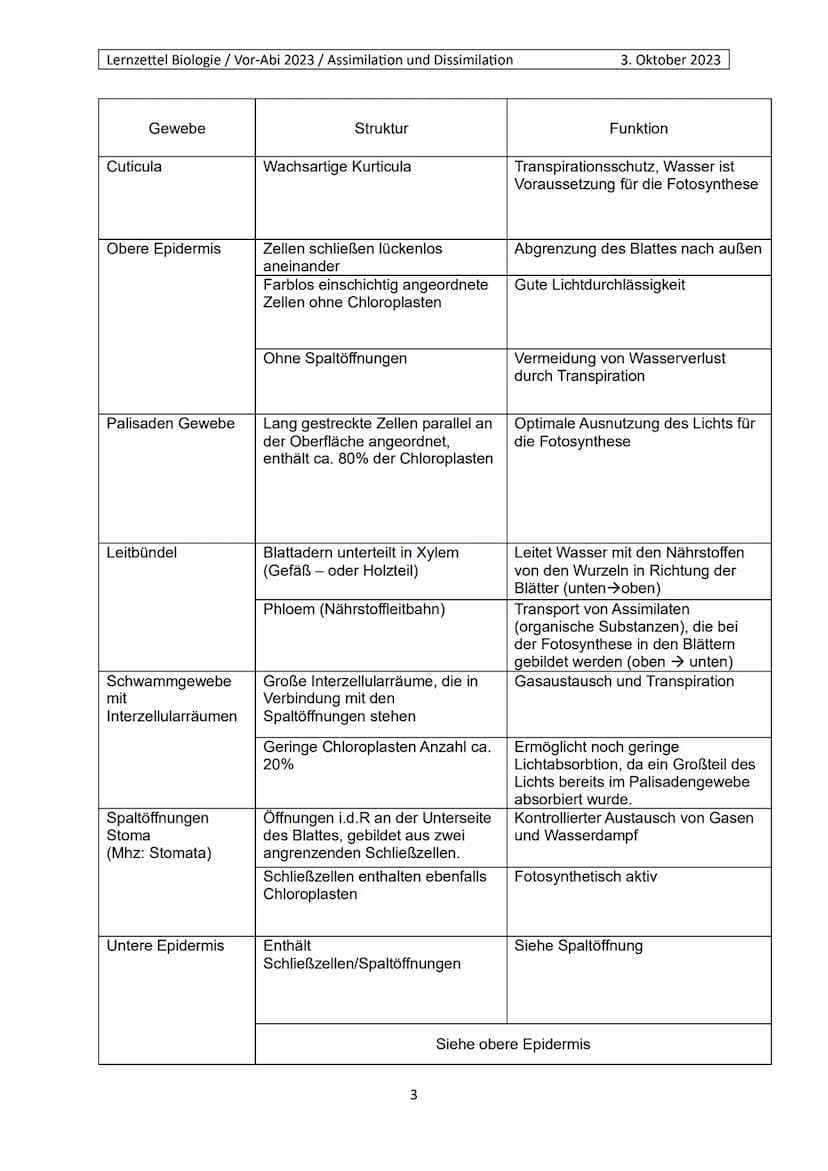 Lernzettel Biologie / Vor-Abi 2023 / Assimilation und Dissimilation
Begriffe:
Endergonisch:
Endergonisch" bezieht sich auf chemische Reaktio