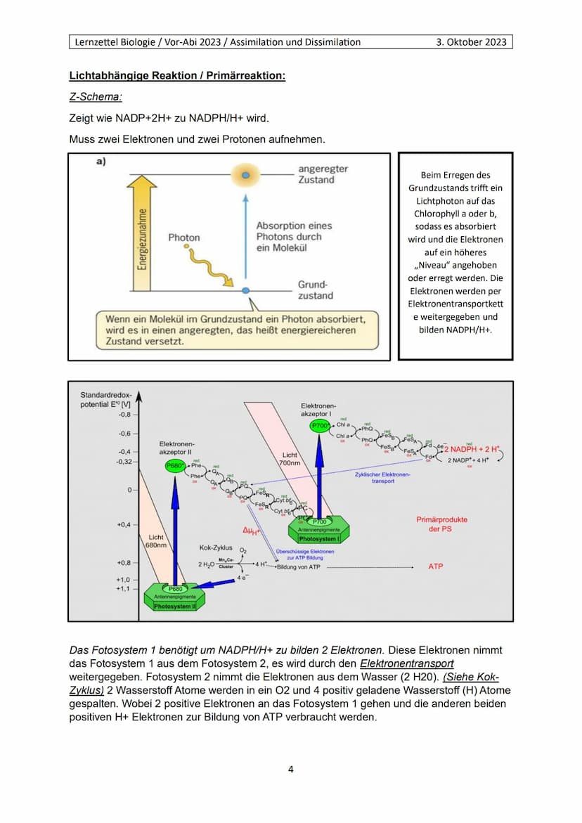 Lernzettel Biologie / Vor-Abi 2023 / Assimilation und Dissimilation
Begriffe:
Endergonisch:
Endergonisch" bezieht sich auf chemische Reaktio