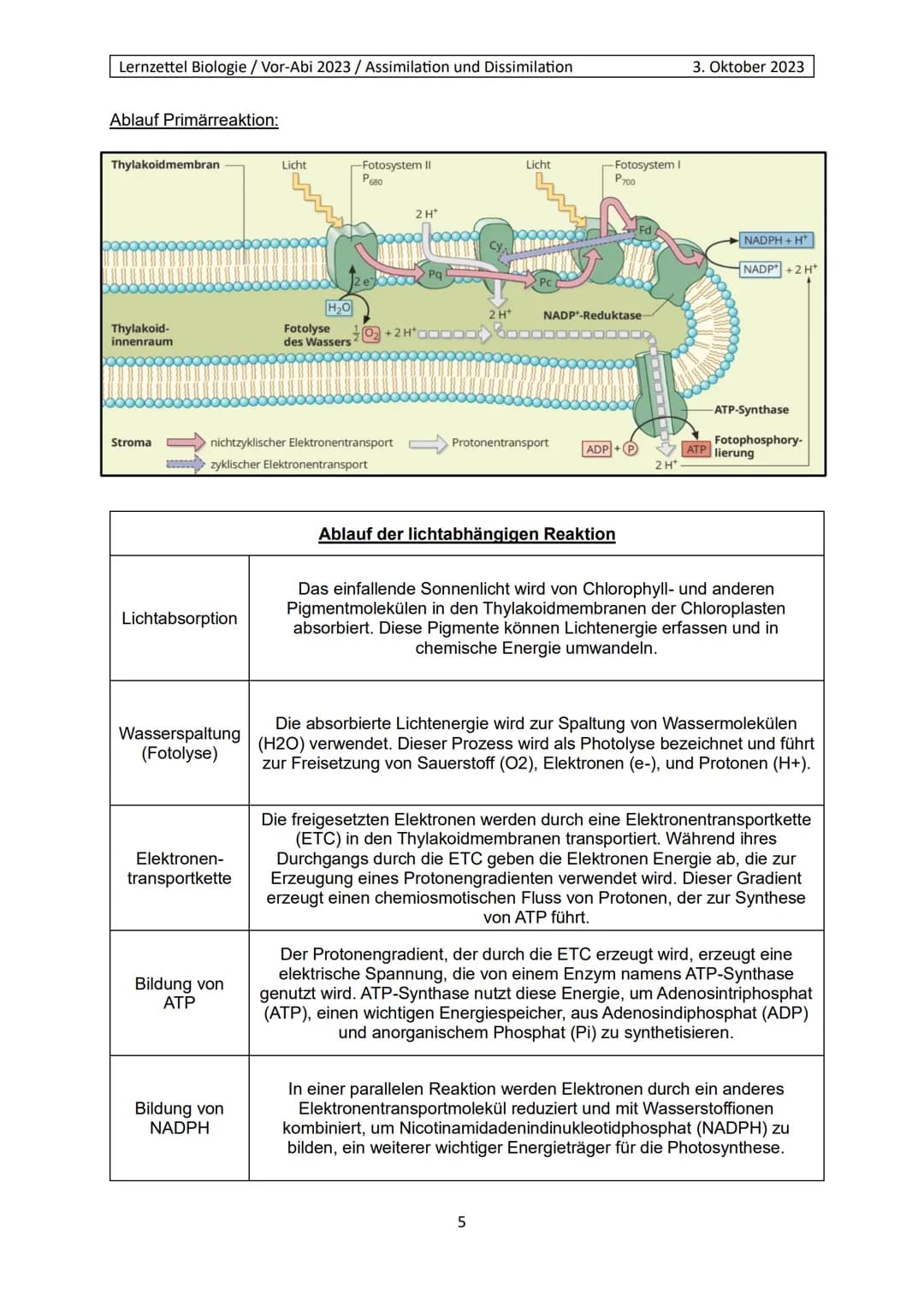 Lernzettel Biologie / Vor-Abi 2023 / Assimilation und Dissimilation
Begriffe:
Endergonisch:
Endergonisch" bezieht sich auf chemische Reaktio