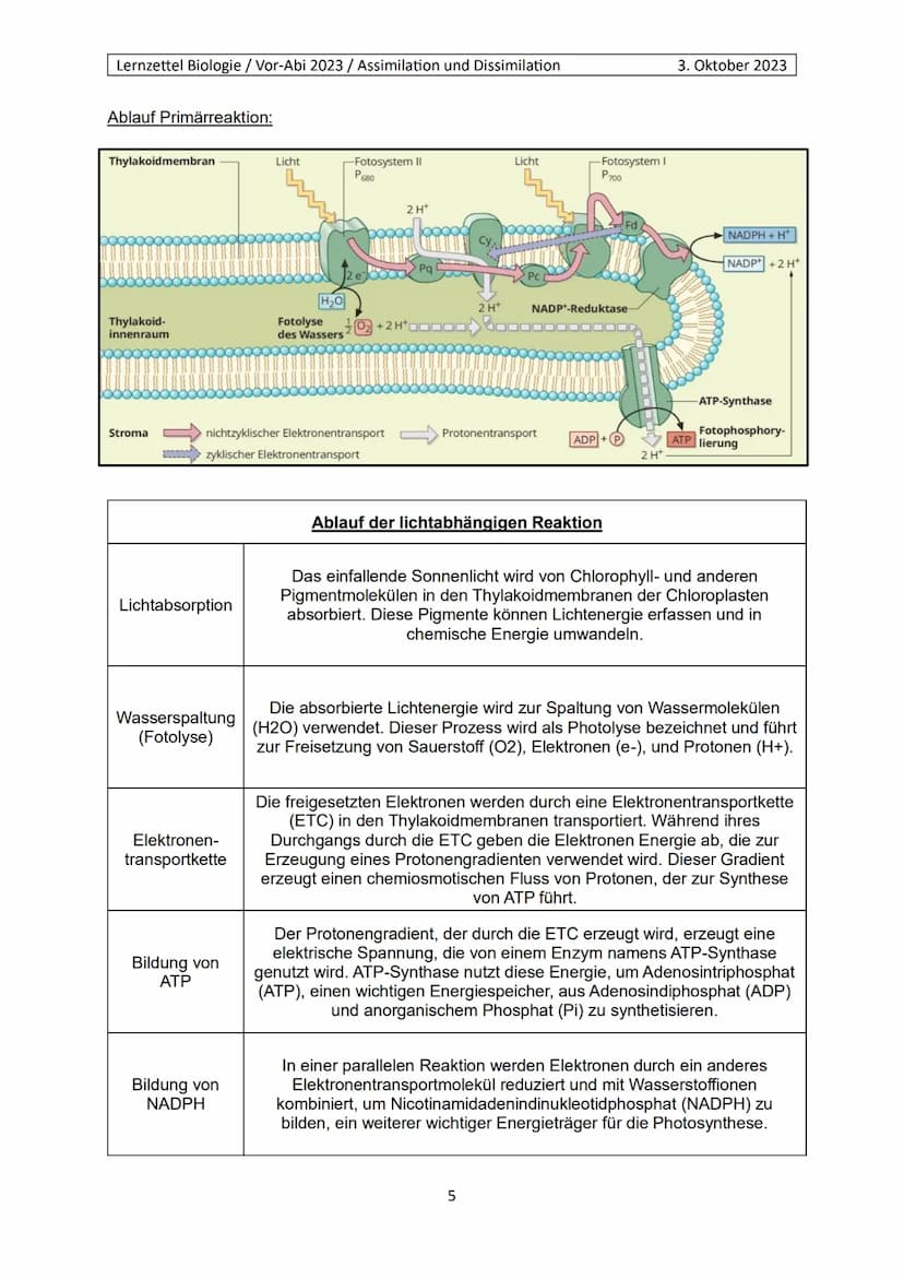 Lernzettel Biologie / Vor-Abi 2023 / Assimilation und Dissimilation
Begriffe:
Endergonisch:
Endergonisch" bezieht sich auf chemische Reaktio