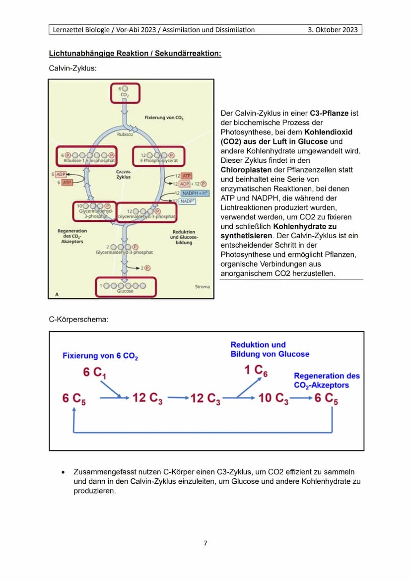 Lernzettel Biologie / Vor-Abi 2023 / Assimilation und Dissimilation
Begriffe:
Endergonisch:
Endergonisch" bezieht sich auf chemische Reaktio
