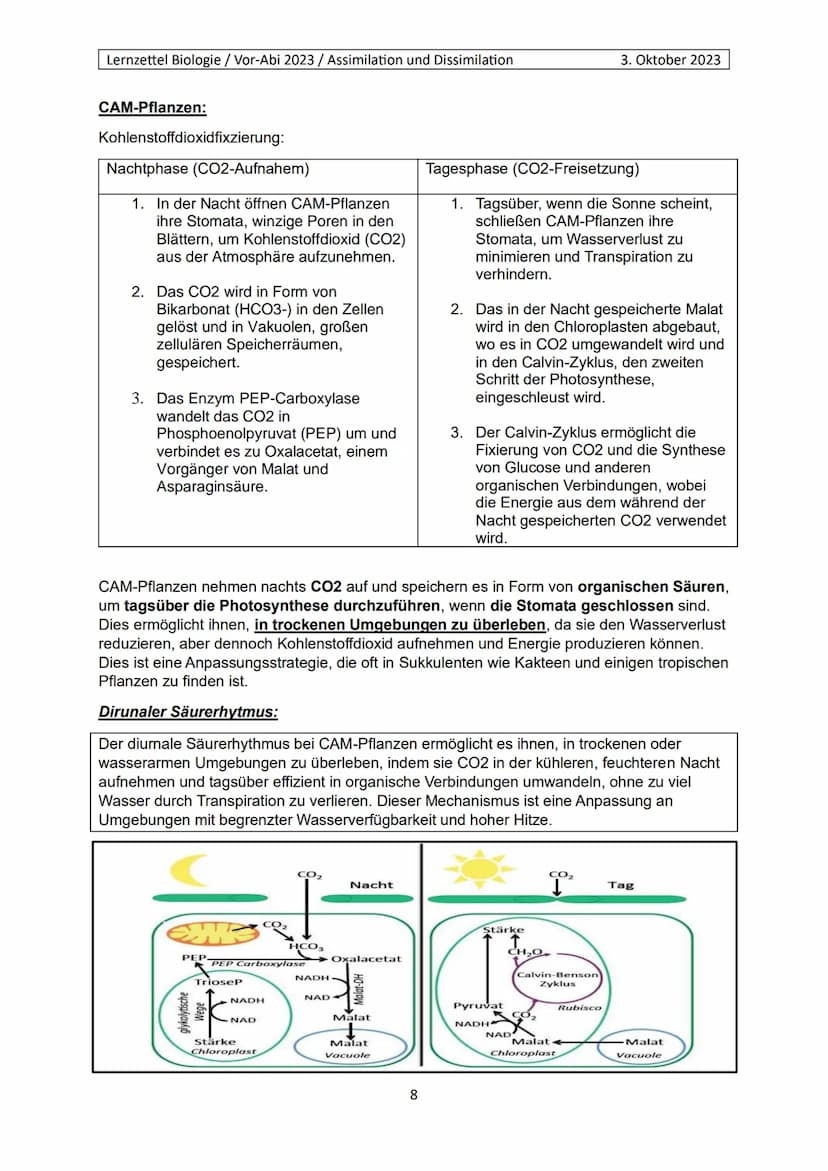 Lernzettel Biologie / Vor-Abi 2023 / Assimilation und Dissimilation
Begriffe:
Endergonisch:
Endergonisch" bezieht sich auf chemische Reaktio