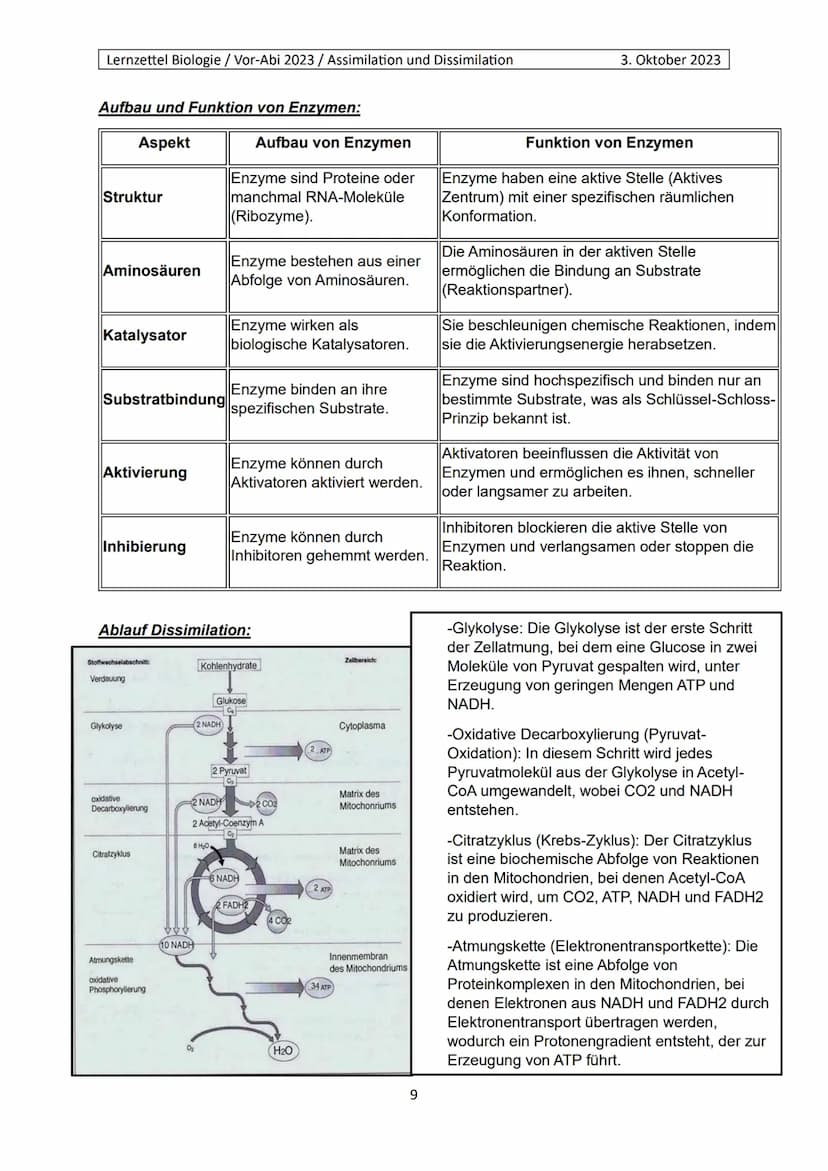 Lernzettel Biologie / Vor-Abi 2023 / Assimilation und Dissimilation
Begriffe:
Endergonisch:
Endergonisch" bezieht sich auf chemische Reaktio