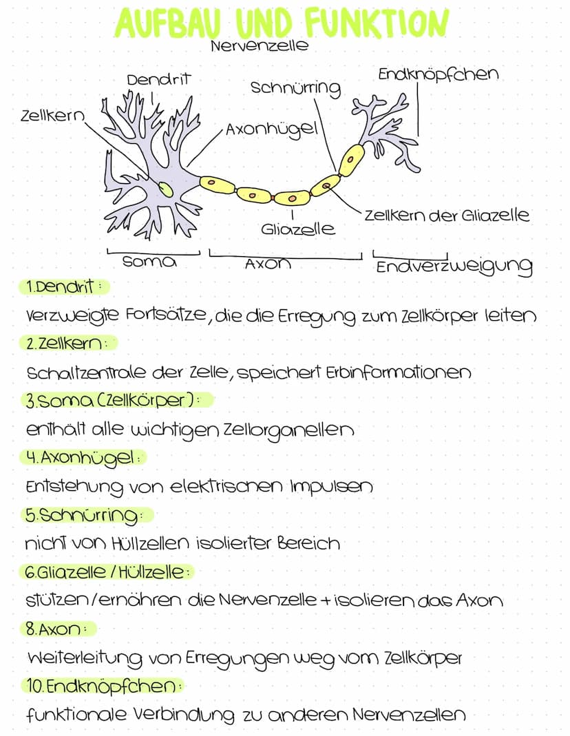 Neurobiologie
Abitur
Zusammenfassung Inhaltsübersicht
Themenfeld Neurobiologie
● Aufbau und Funktion von Nervenzellen
Aufbau der Biomembran 