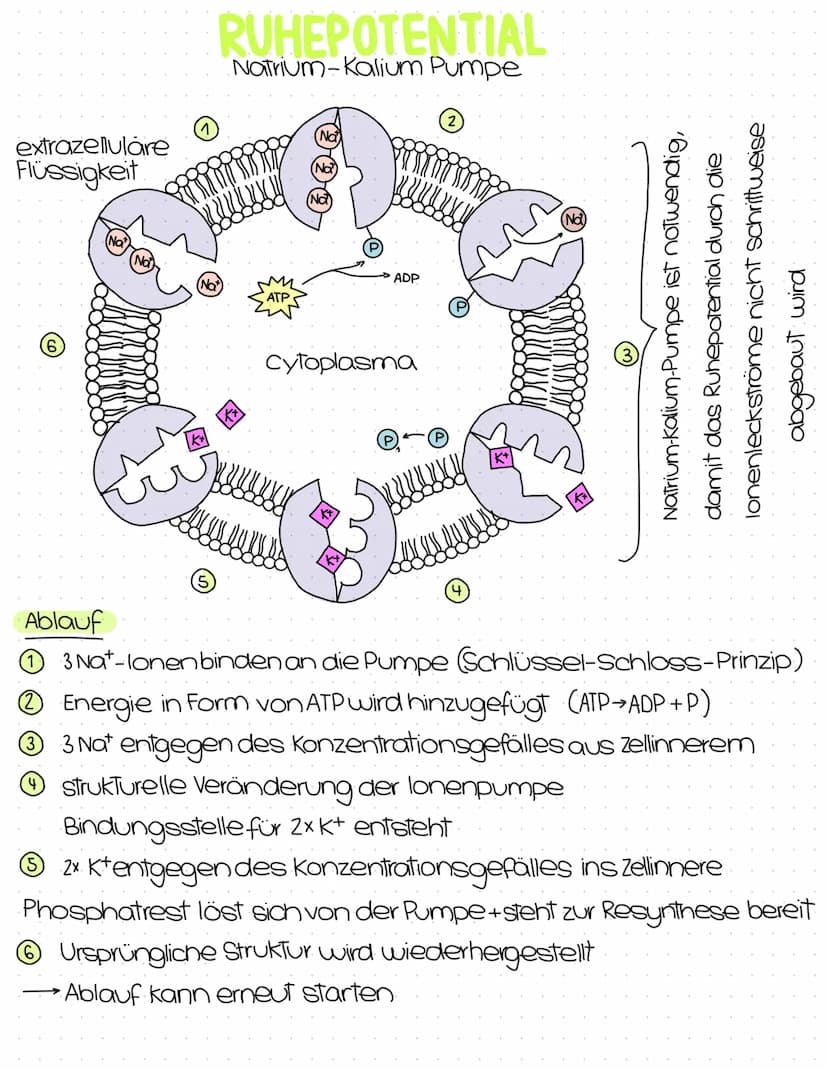 Neurobiologie
Abitur
Zusammenfassung Inhaltsübersicht
Themenfeld Neurobiologie
● Aufbau und Funktion von Nervenzellen
Aufbau der Biomembran 