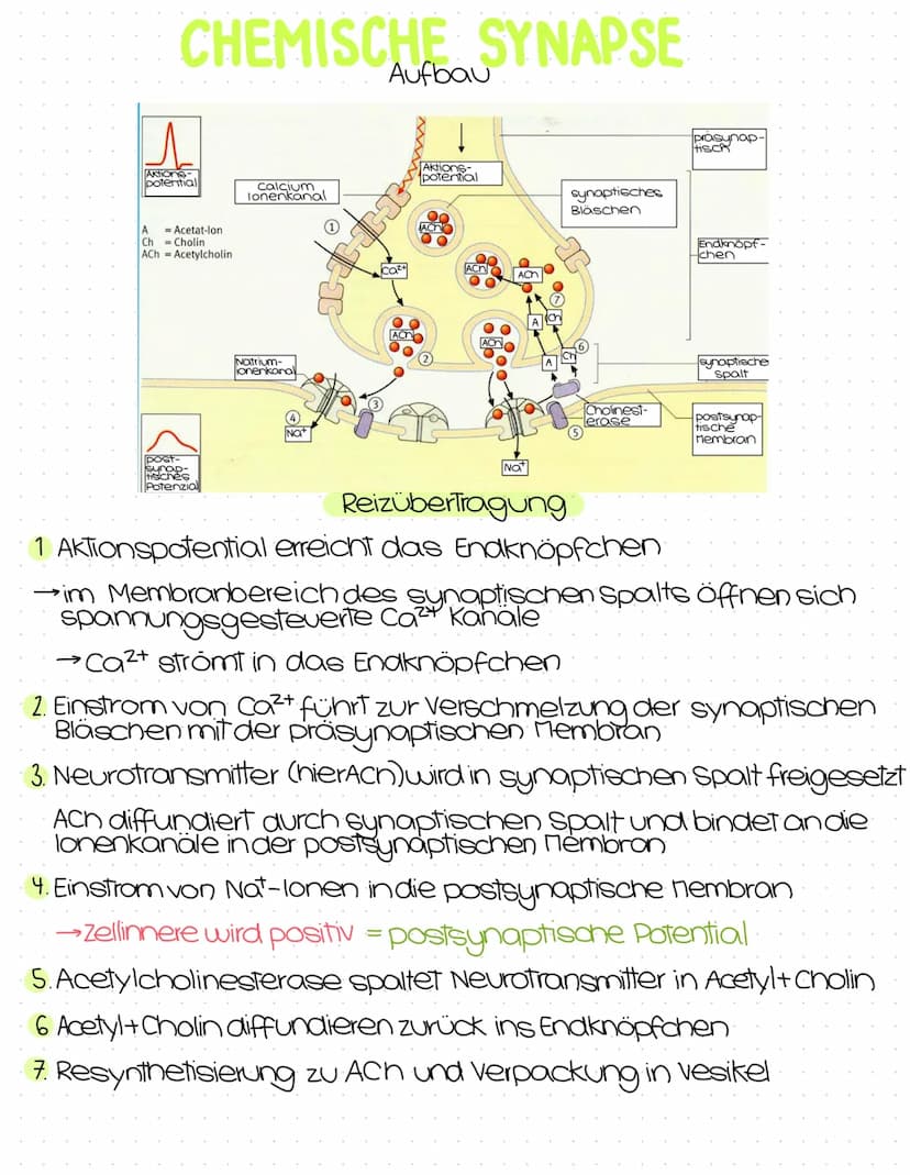 Neurobiologie
Abitur
Zusammenfassung Inhaltsübersicht
Themenfeld Neurobiologie
● Aufbau und Funktion von Nervenzellen
Aufbau der Biomembran 