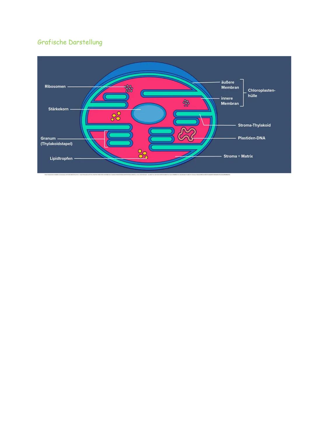 Aufbau Chloroplast
Chloroplasten sind ausschließlich in pflanzlichen Zellen vorzufinden, um dort Photosynthese
zu betreiben. Sie haben etwa 