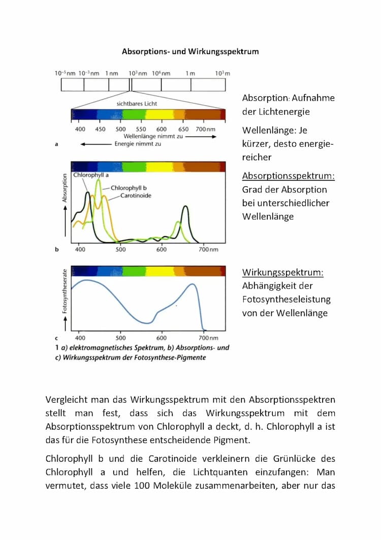Know Fotosynthese Absorptions- und Wirkungsspektrum thumbnail