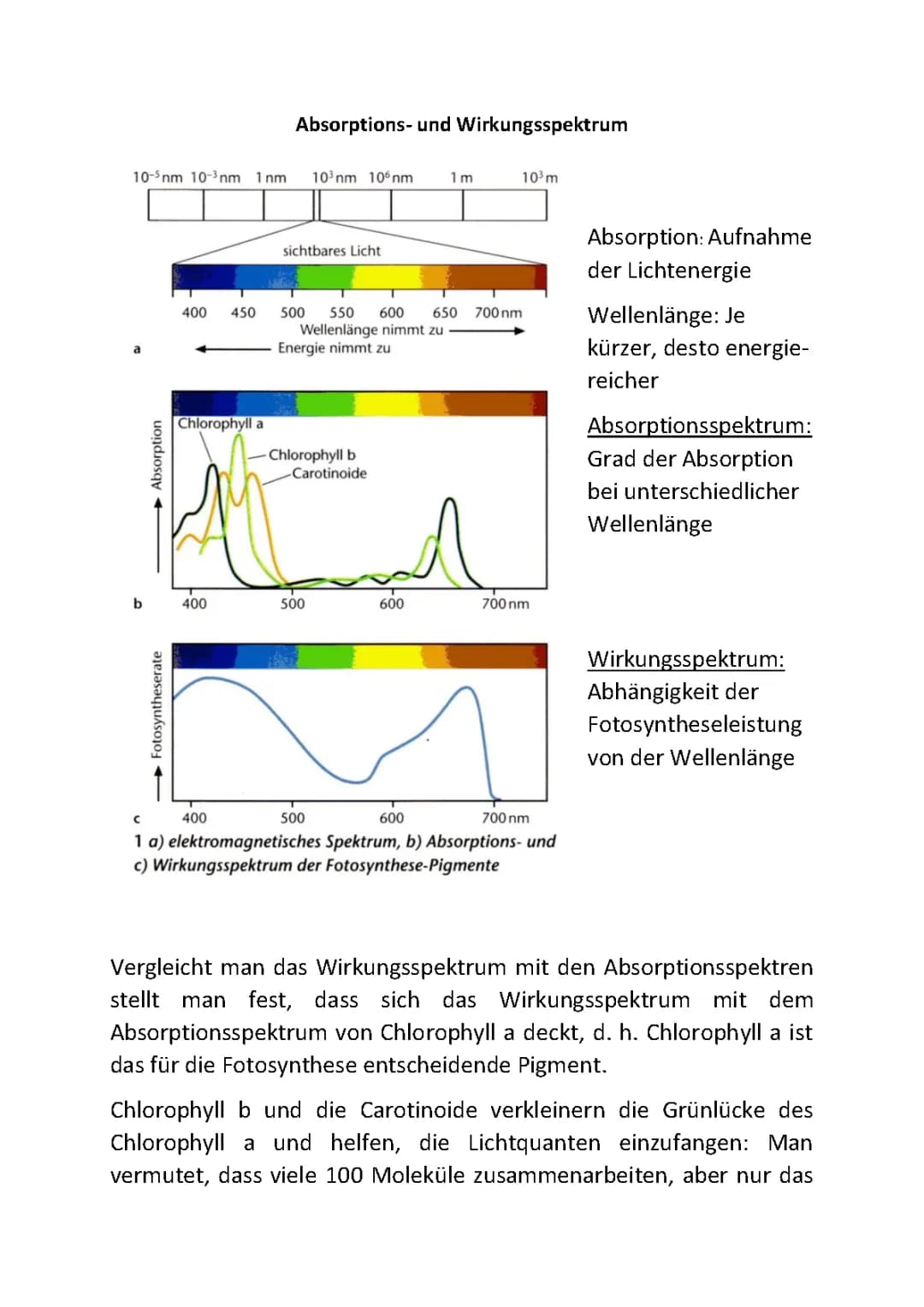 Fotosynthese Absorptions- und Wirkungsspektrum