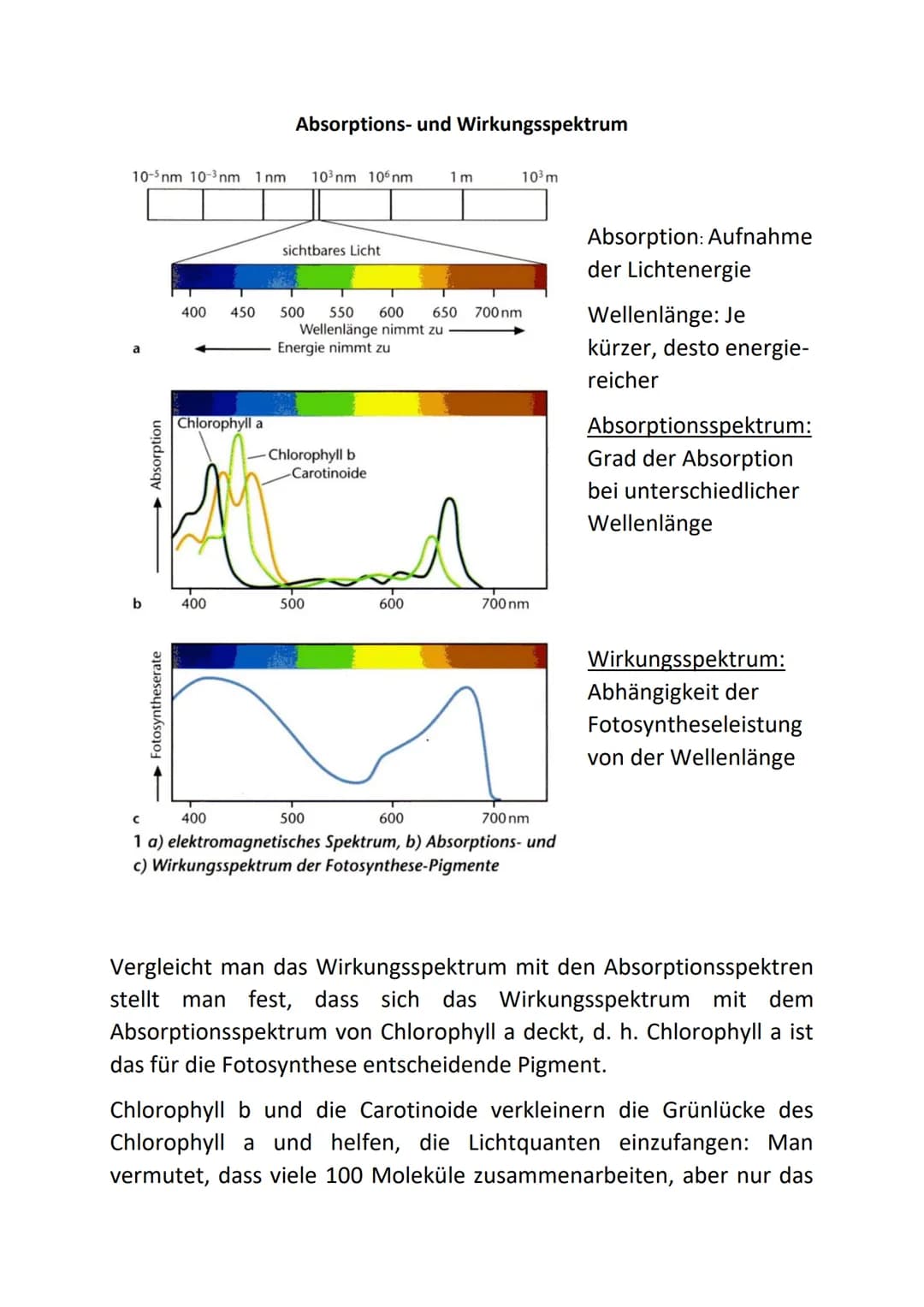 10-5 nm 10-³ nm 1nm
a
b
- Absorption
→→Fotosyntheserate
400 450
Chlorophyll a
400
400
Absorptions- und Wirkungsspektrum
sichtbares Licht
10³