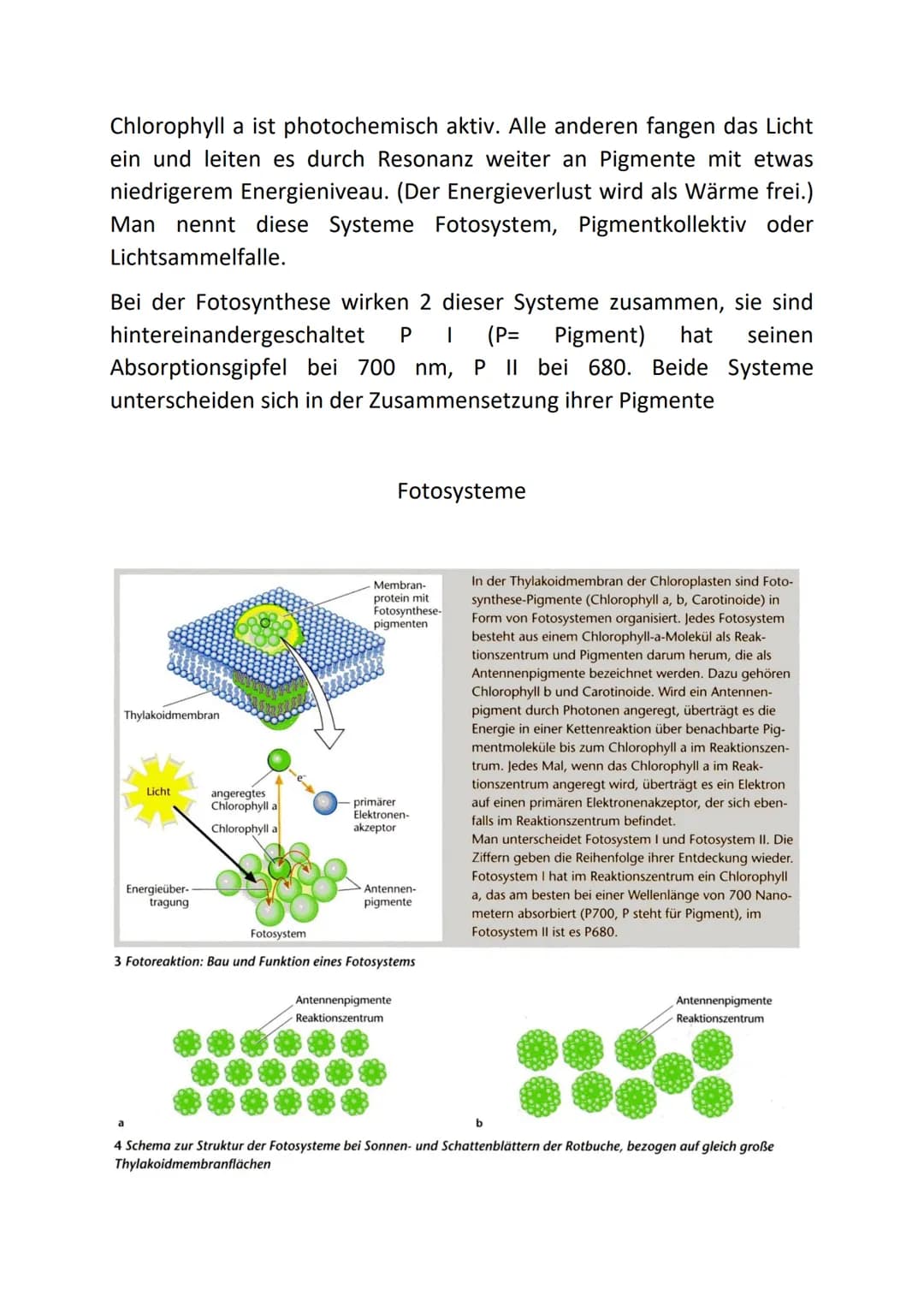 10-5 nm 10-³ nm 1nm
a
b
- Absorption
→→Fotosyntheserate
400 450
Chlorophyll a
400
400
Absorptions- und Wirkungsspektrum
sichtbares Licht
10³