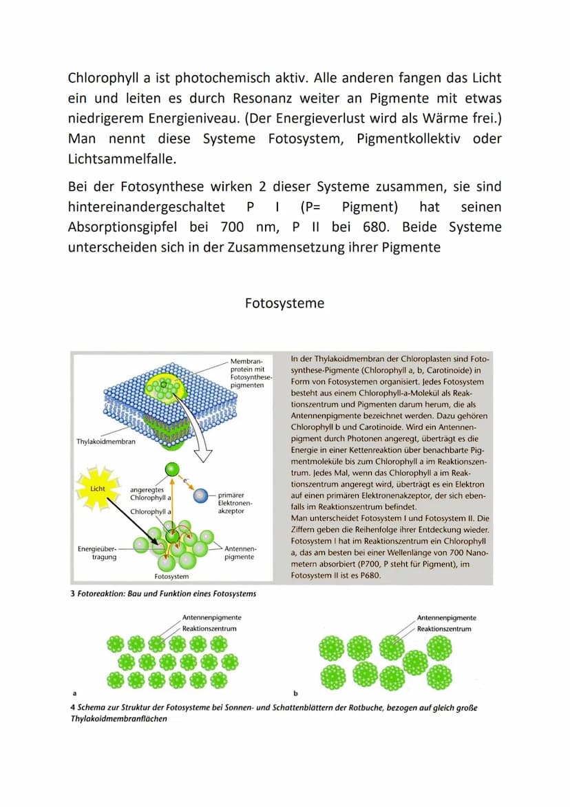 10-5 nm 10-³ nm 1nm
a
b
- Absorption
→→Fotosyntheserate
400 450
Chlorophyll a
400
400
Absorptions- und Wirkungsspektrum
sichtbares Licht
10³