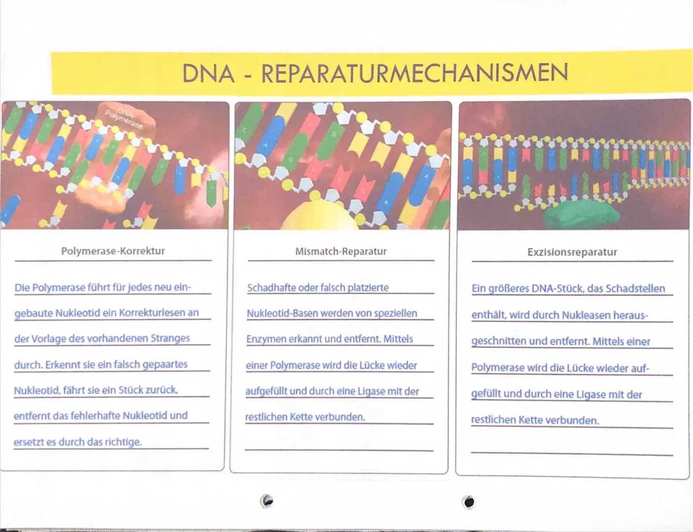 Polymerase
ONA
Polymerase-Korrektur
DNA - REPARATURMECHANISMEN
Die Polymerase führt für jedes neu ein-
gebaute Nukleotid ein Korrekturlesen 