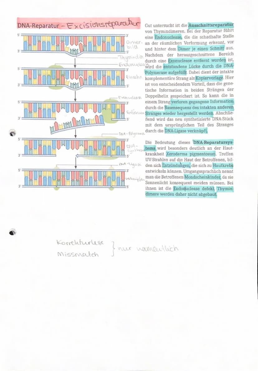 Polymerase
ONA
Polymerase-Korrektur
DNA - REPARATURMECHANISMEN
Die Polymerase führt für jedes neu ein-
gebaute Nukleotid ein Korrekturlesen 