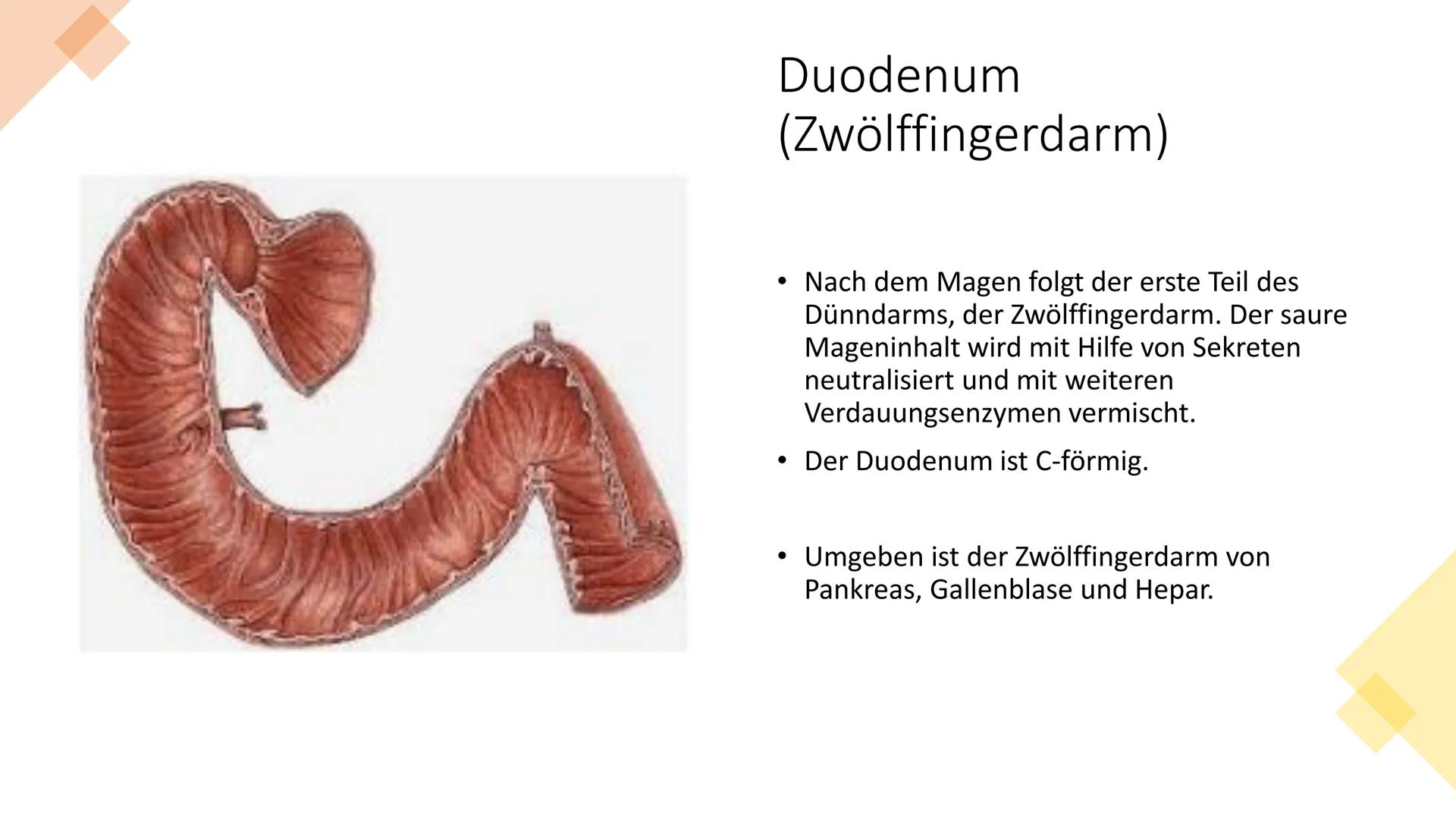 Klientinnen und
Klienten bei der
Ernährung
unterstützen
Handlungskompetenz B.5
Lia Seraina Bäni
Mund
Gaumen
Uvula
Zunge
Zähne
Speicheldrüsen