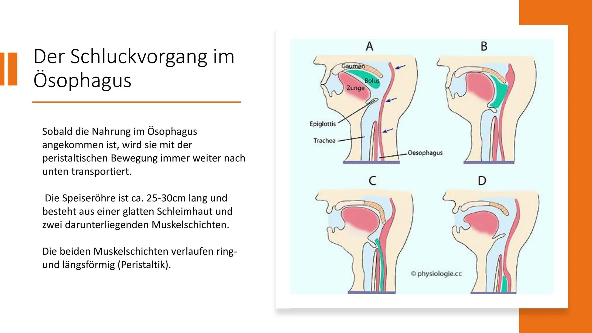 Klientinnen und
Klienten bei der
Ernährung
unterstützen
Handlungskompetenz B.5
Lia Seraina Bäni
Mund
Gaumen
Uvula
Zunge
Zähne
Speicheldrüsen