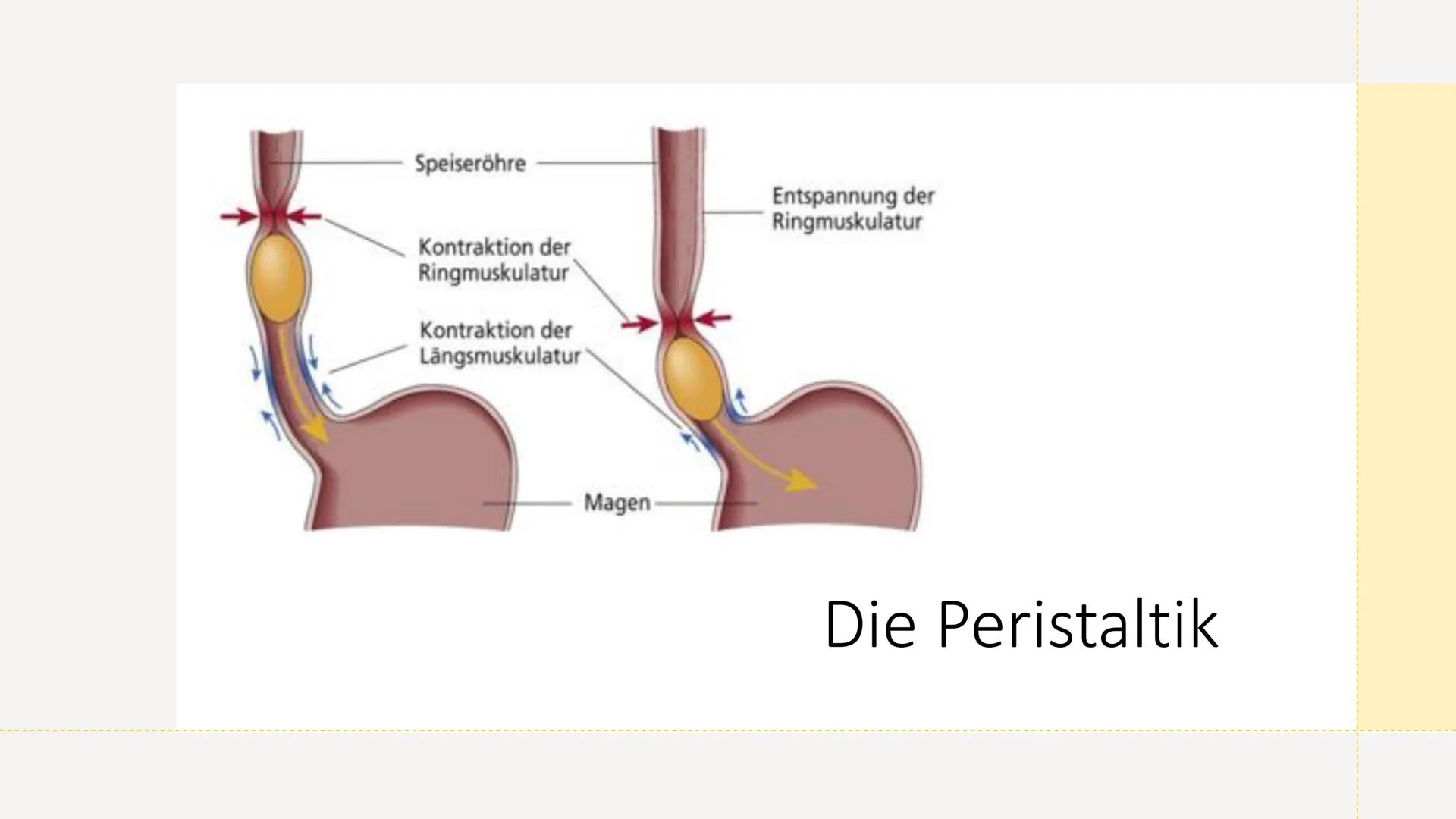 Klientinnen und
Klienten bei der
Ernährung
unterstützen
Handlungskompetenz B.5
Lia Seraina Bäni
Mund
Gaumen
Uvula
Zunge
Zähne
Speicheldrüsen