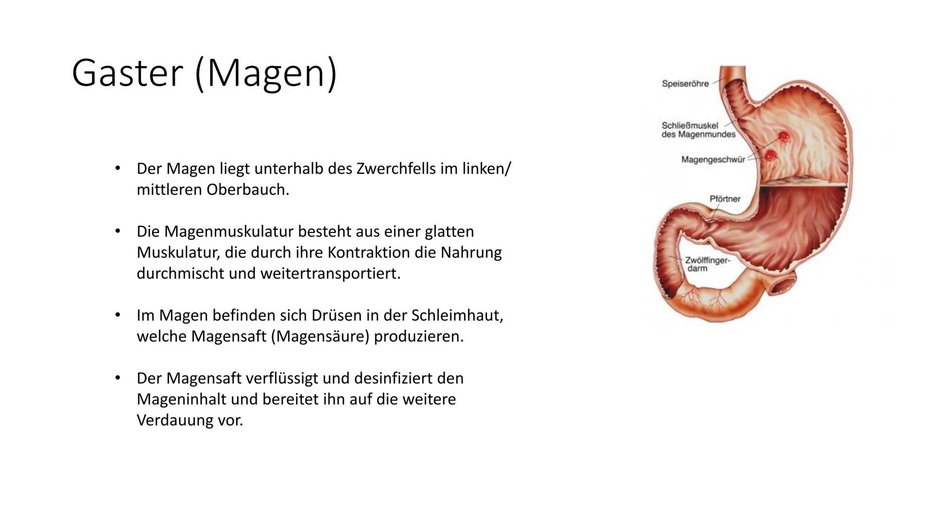 Klientinnen und
Klienten bei der
Ernährung
unterstützen
Handlungskompetenz B.5
Lia Seraina Bäni
Mund
Gaumen
Uvula
Zunge
Zähne
Speicheldrüsen