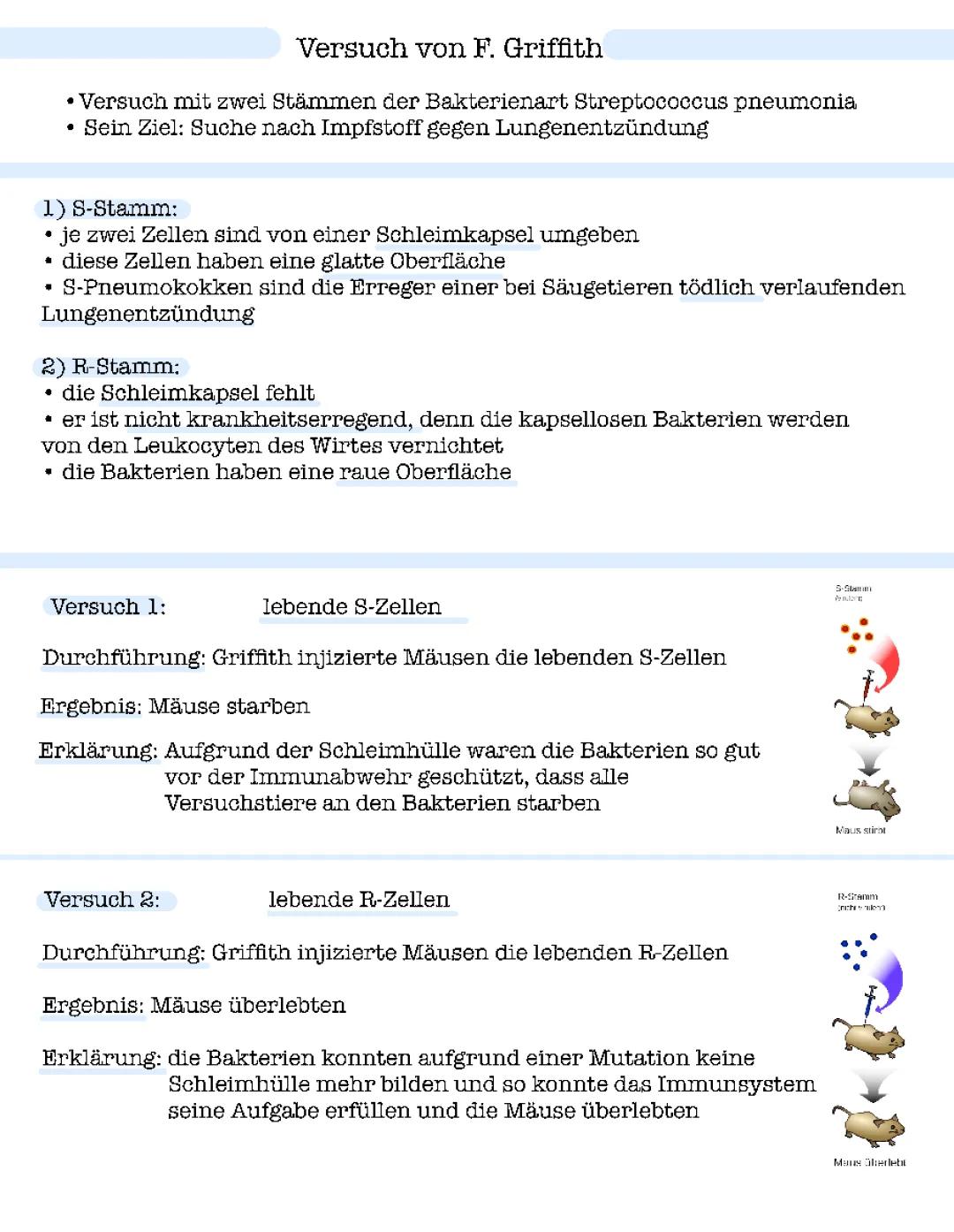 Frederick Griffith und Avery - Experimente einfach erklärt für Kinder