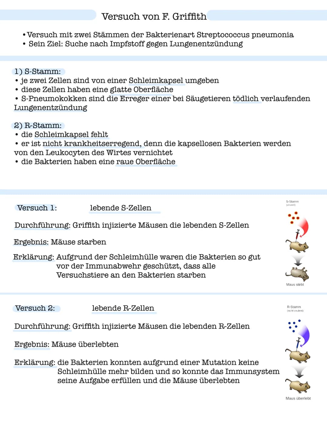 Versuch von F. Griffith
• Versuch mit zwei Stämmen der Bakterienart Streptococcus pneumonia
Sein Ziel: Suche nach Impfstoff gegen Lungenentz